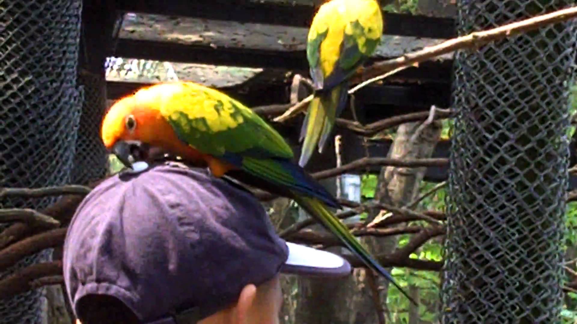 exotic birds at Safari Park in Bangkok, Thailand - YouTube