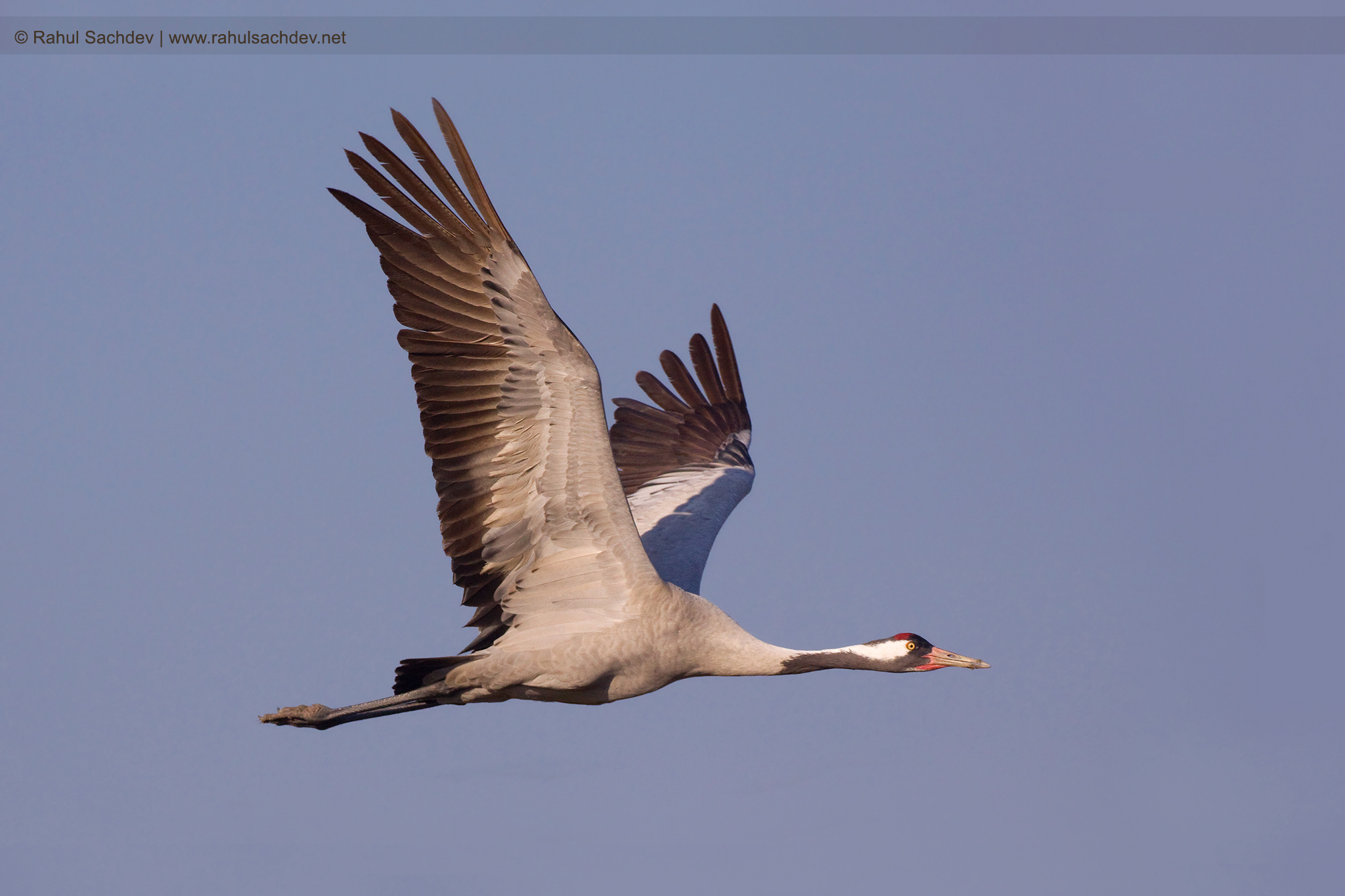 How to Expose for Birds in Flight