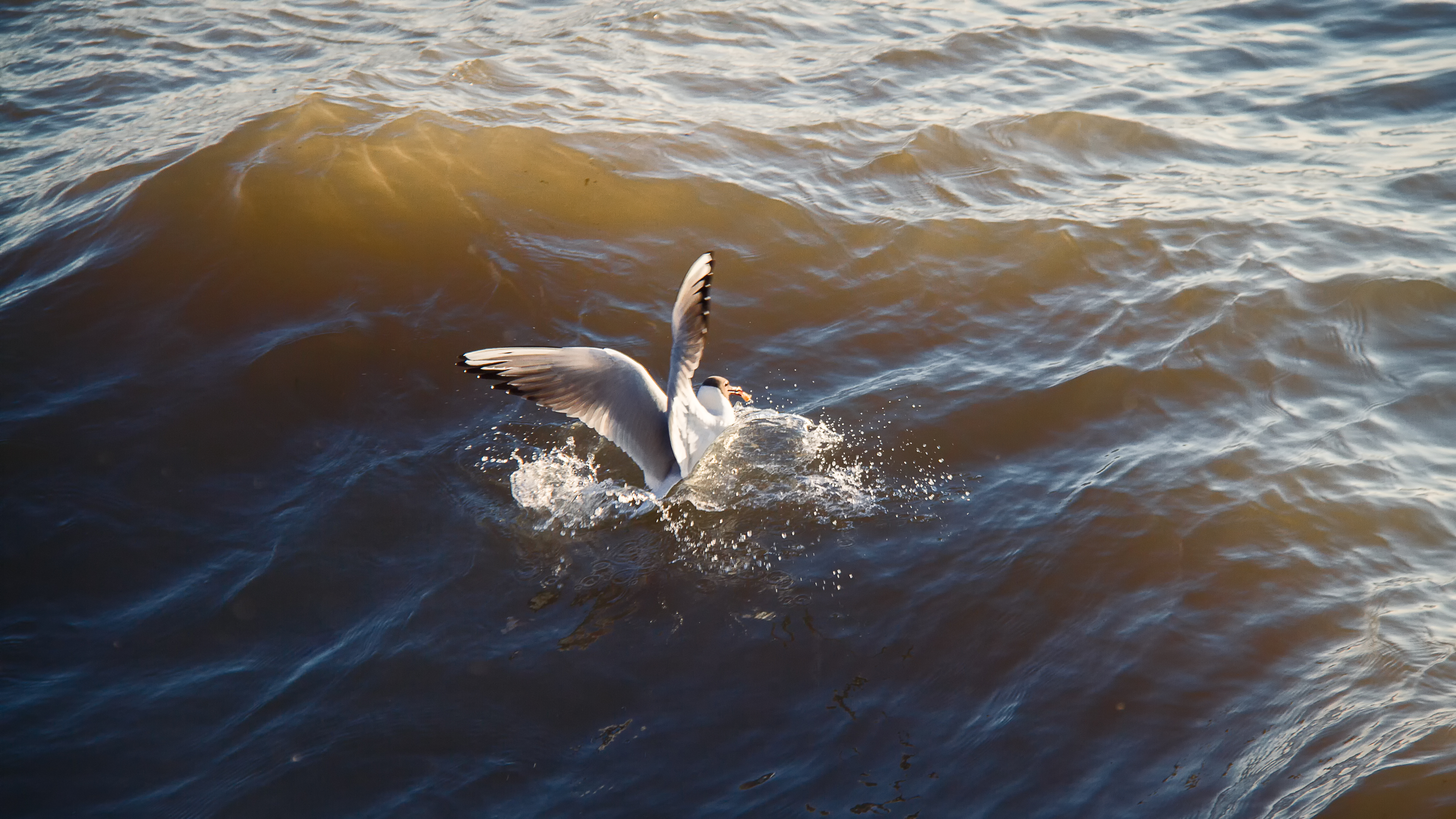 Bird in the water photo