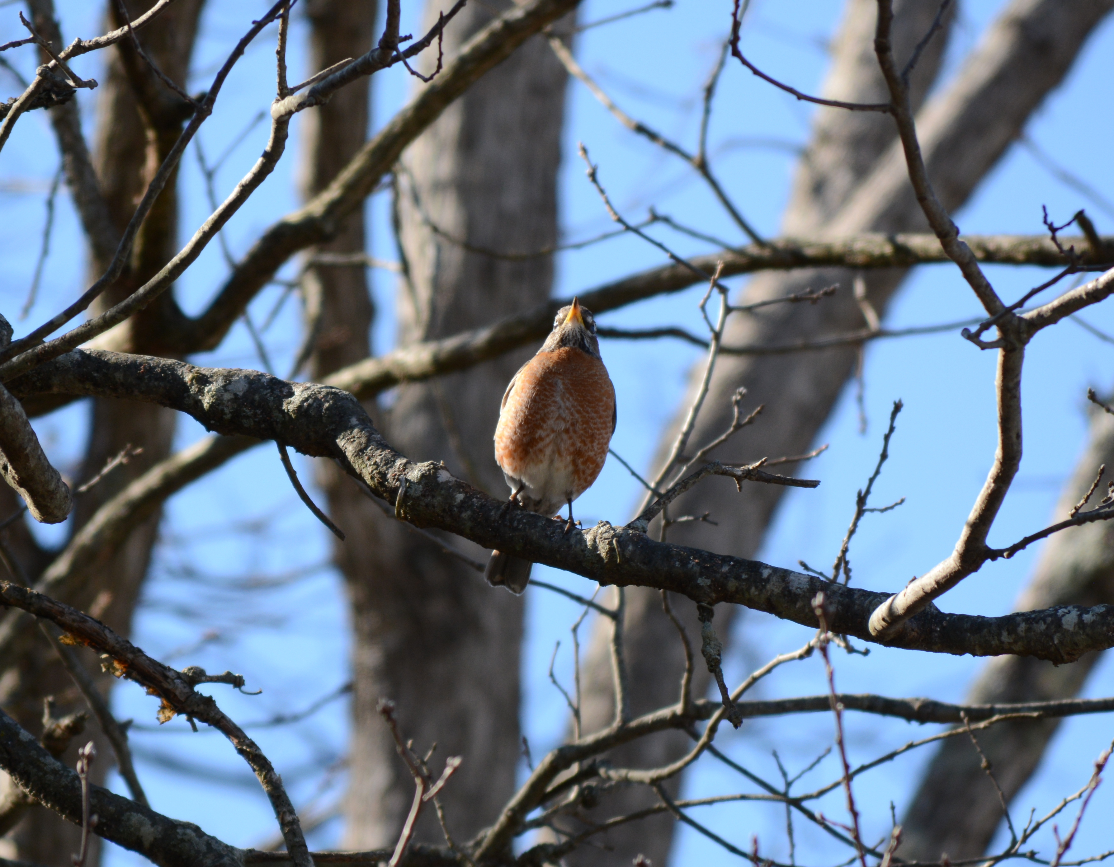 Bird in tree photo