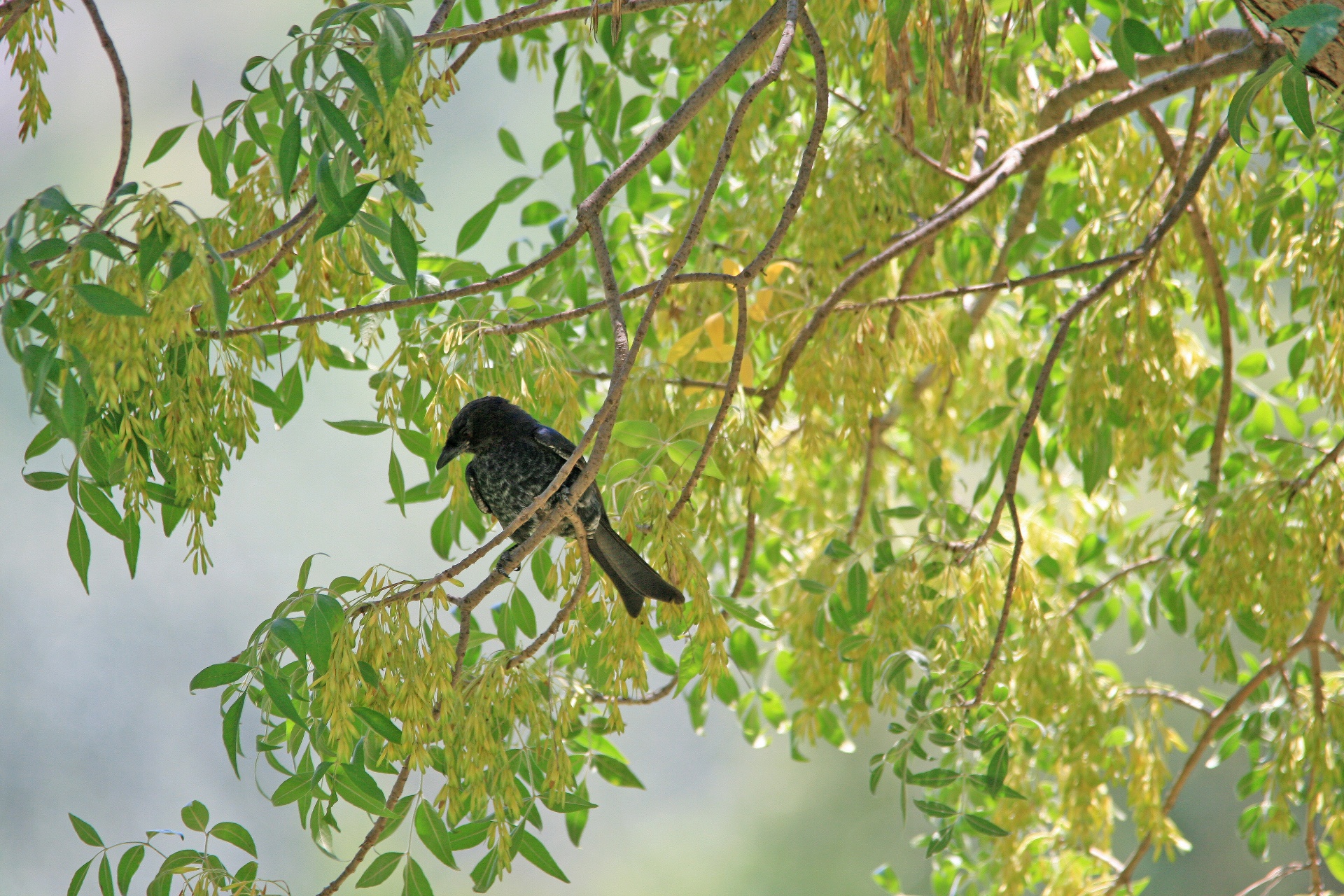 Dark Bird In Tree Free Stock Photo - Public Domain Pictures