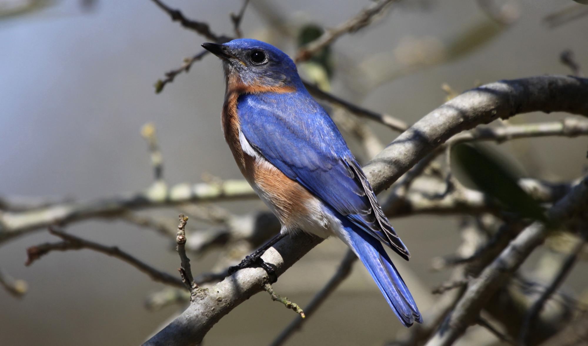 Eastern Bluebird (Sialia sialis) Bird in tree | the Internet Bird ...