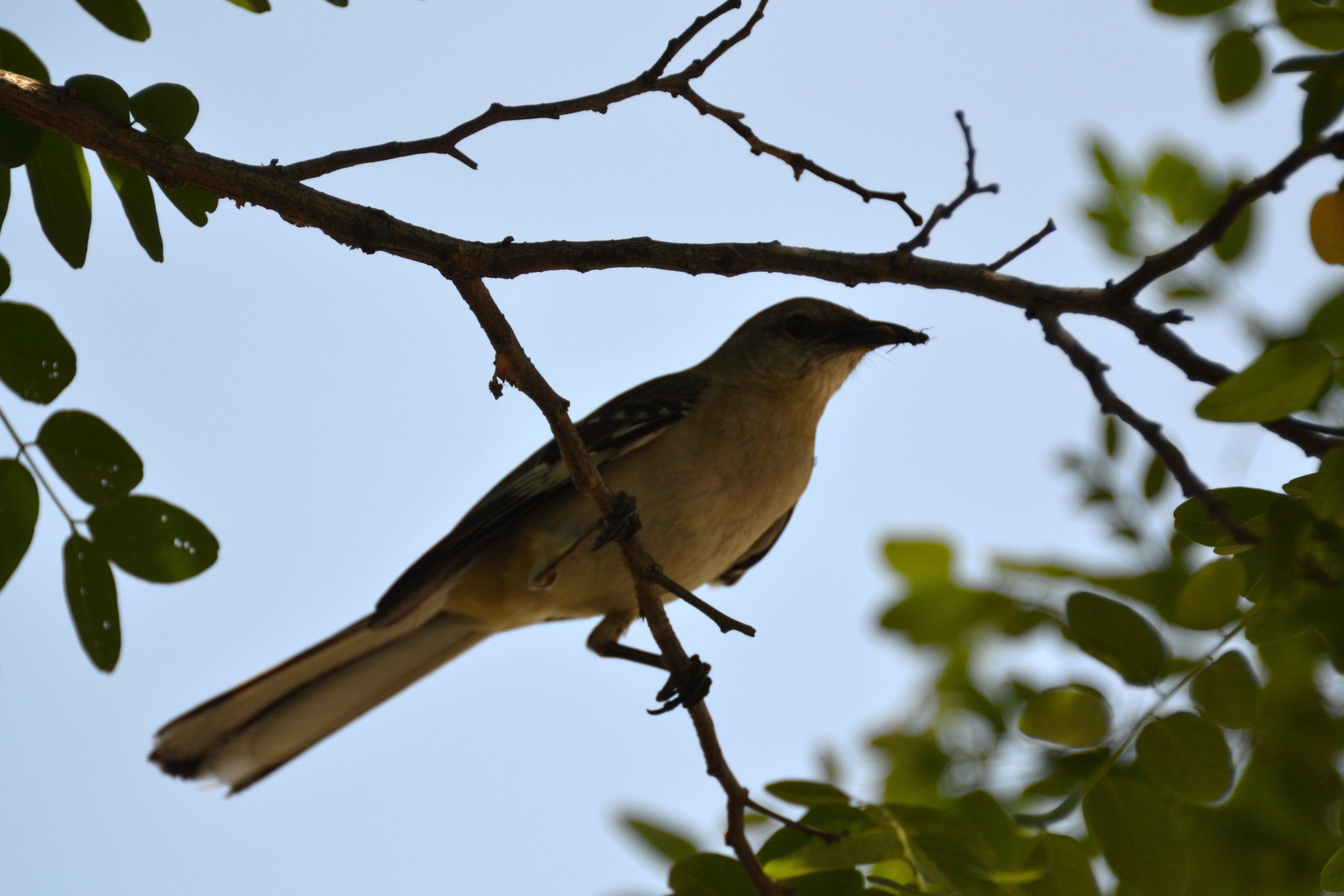 File:Bird In A Tree (5773345360).jpg - Wikimedia Commons