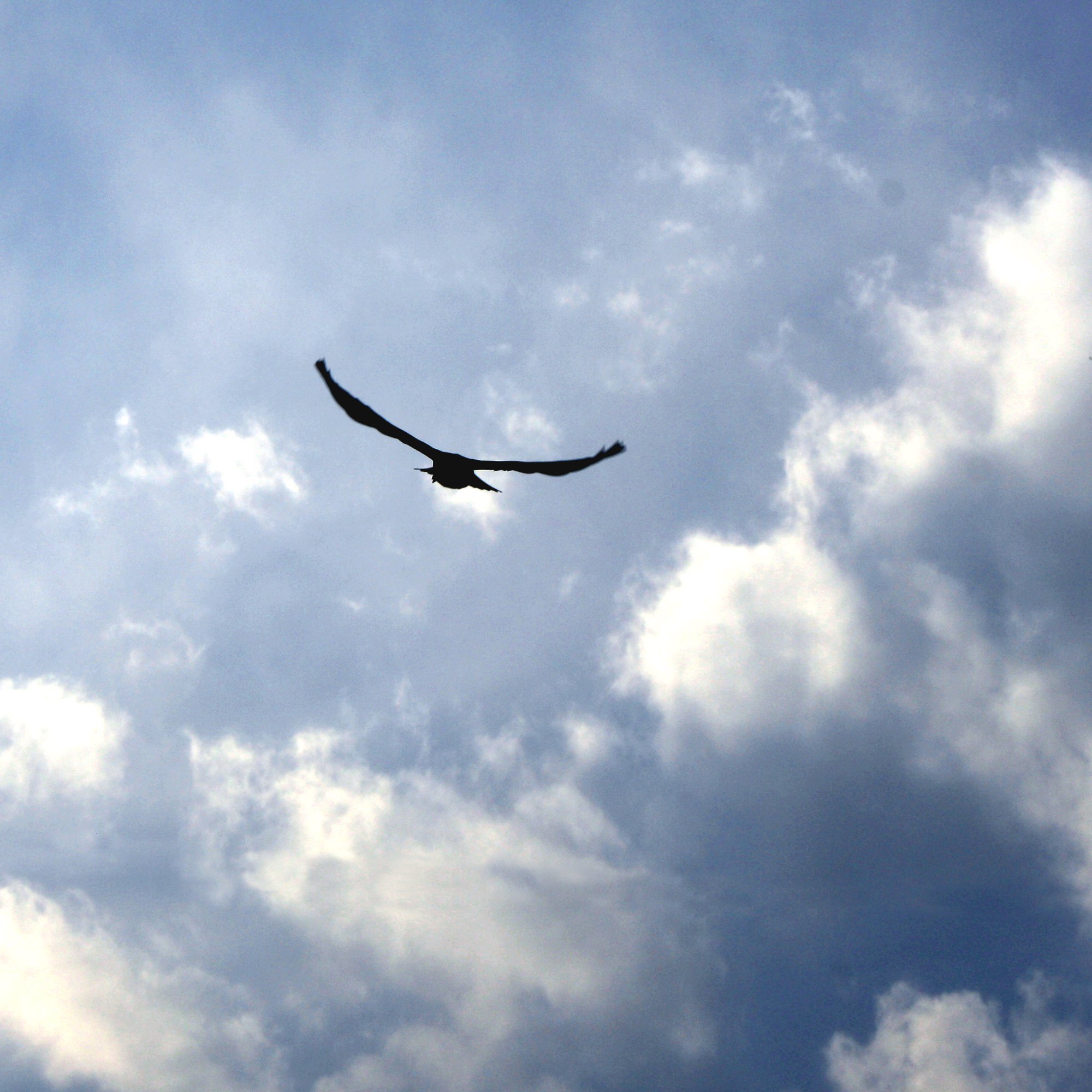 Bird Flying in Blue Sky with Clouds Picture | Free Photograph ...