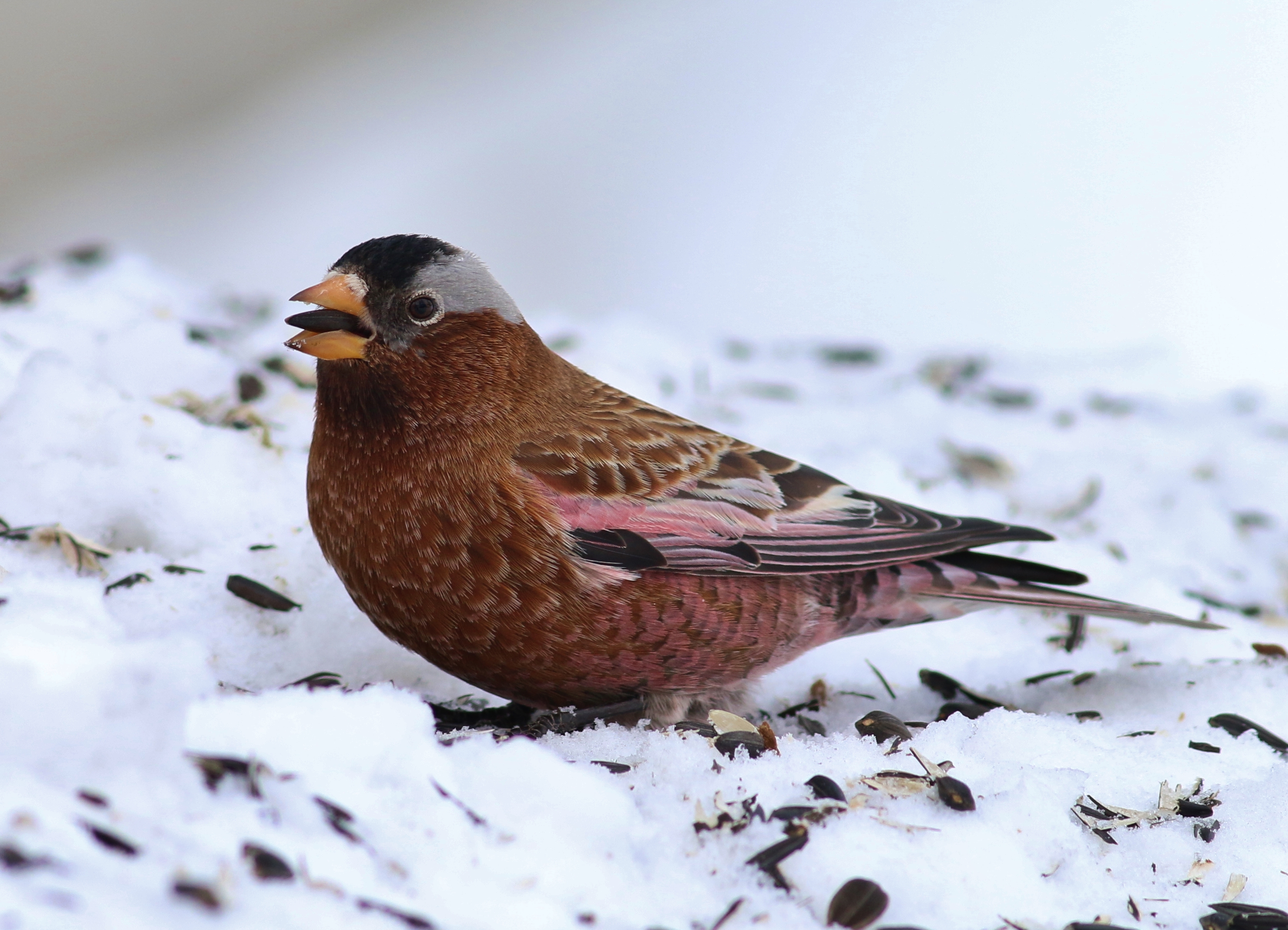 Snow Birds: 10 Birds to Look for in Winter – Cool Green Science