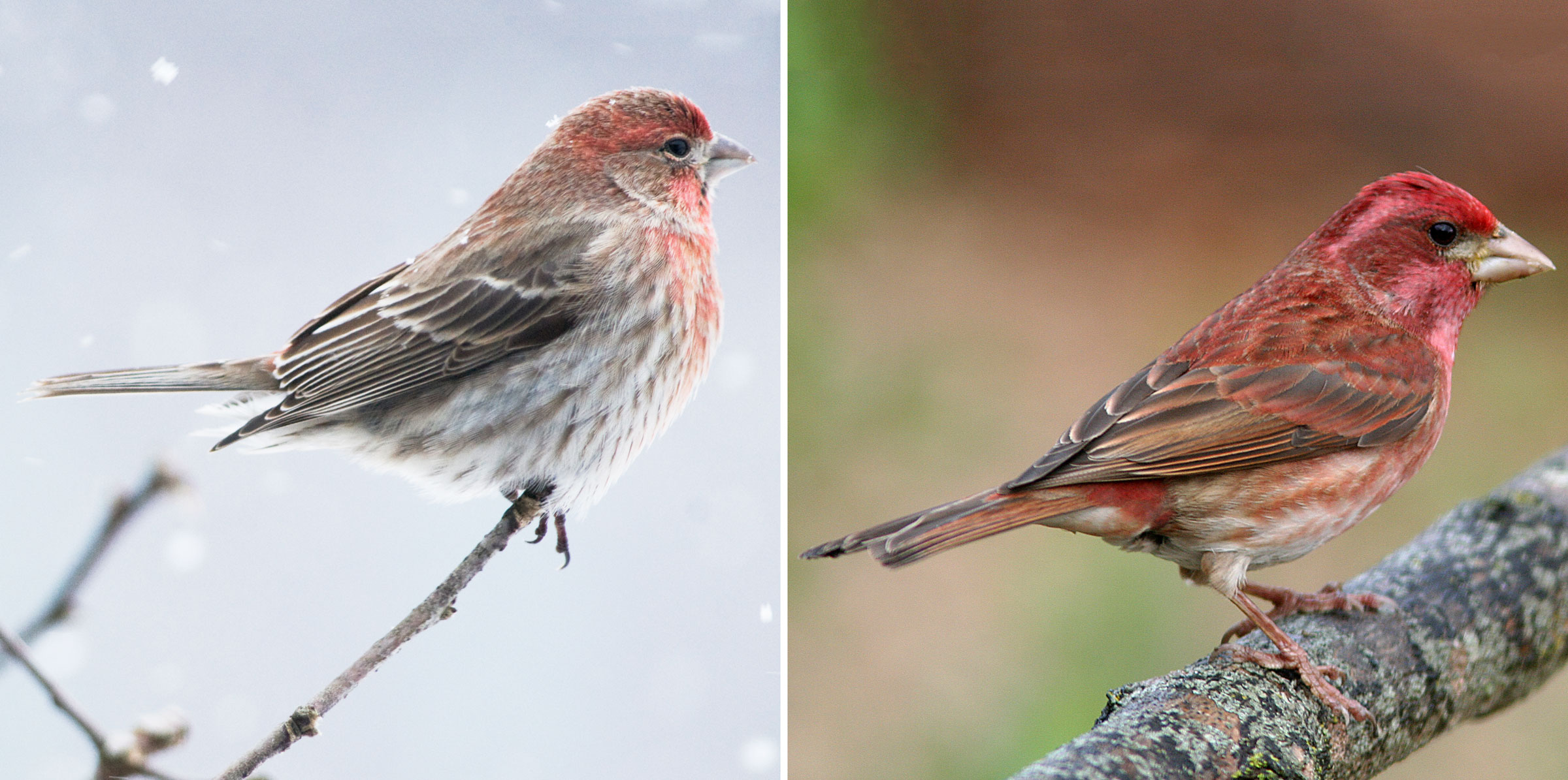 How to Tell Apart Purple Finches and House Finches — Red Birds | Audubon