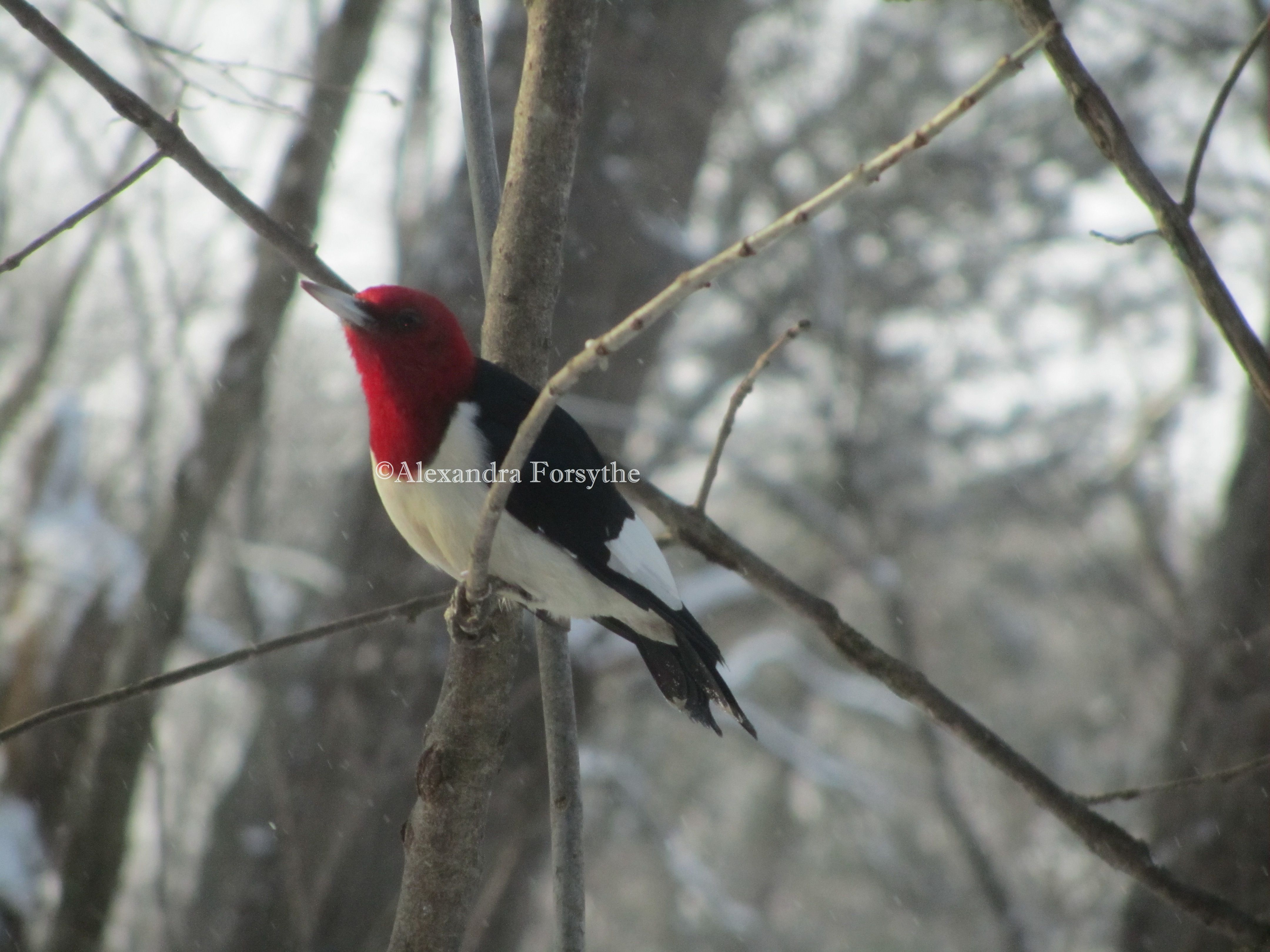 One of my favorite birds is the Red-Headed Woodpecker. They really ...