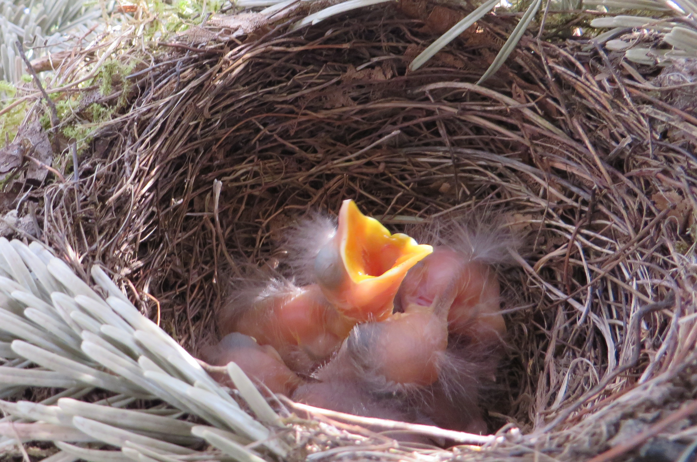 Free Photo Bird Nest Animal Baby Bird Free Download Jooinn