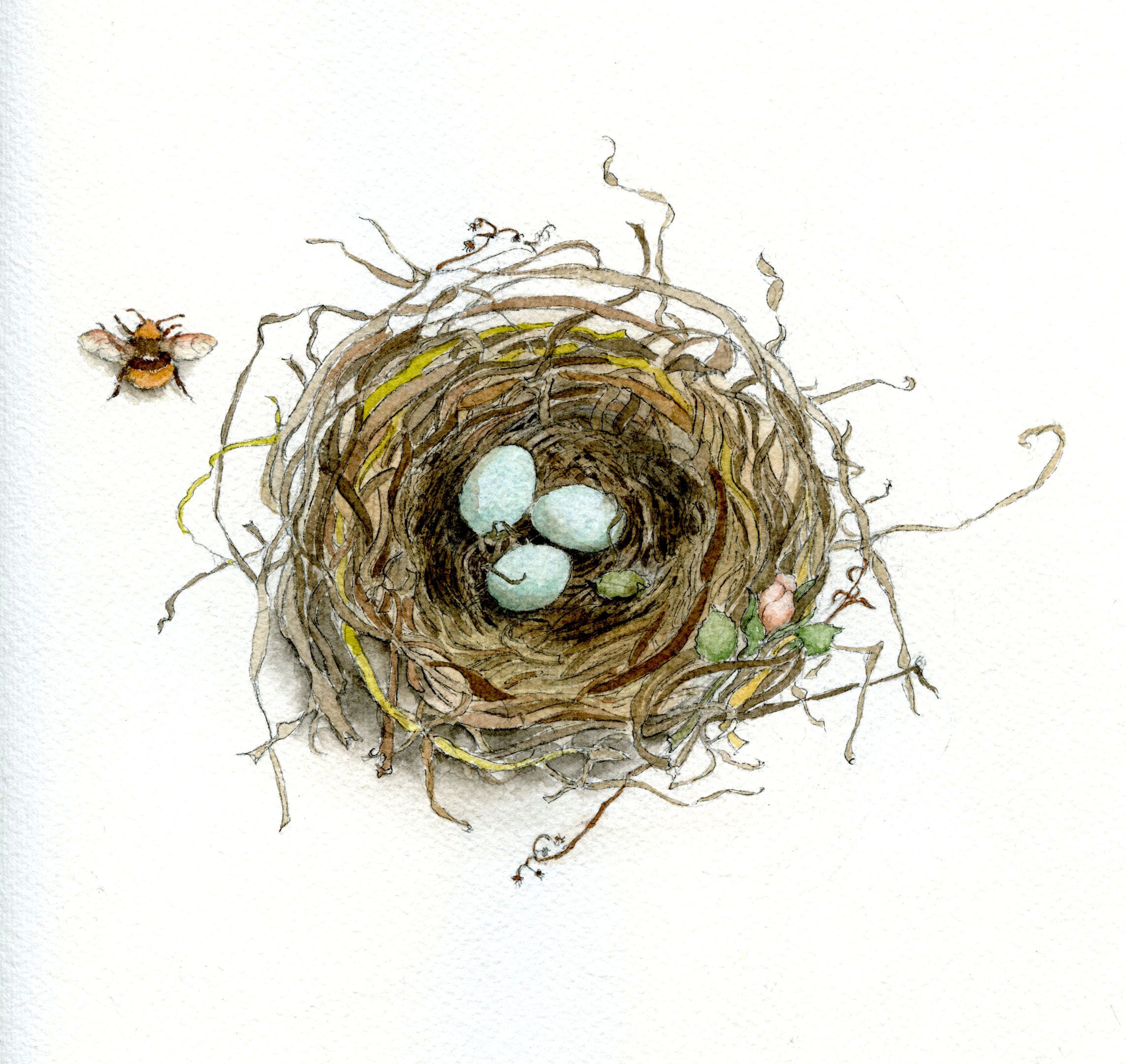 How to Draw a Bird's Nest and Add Color | Nest, Bird and Learning