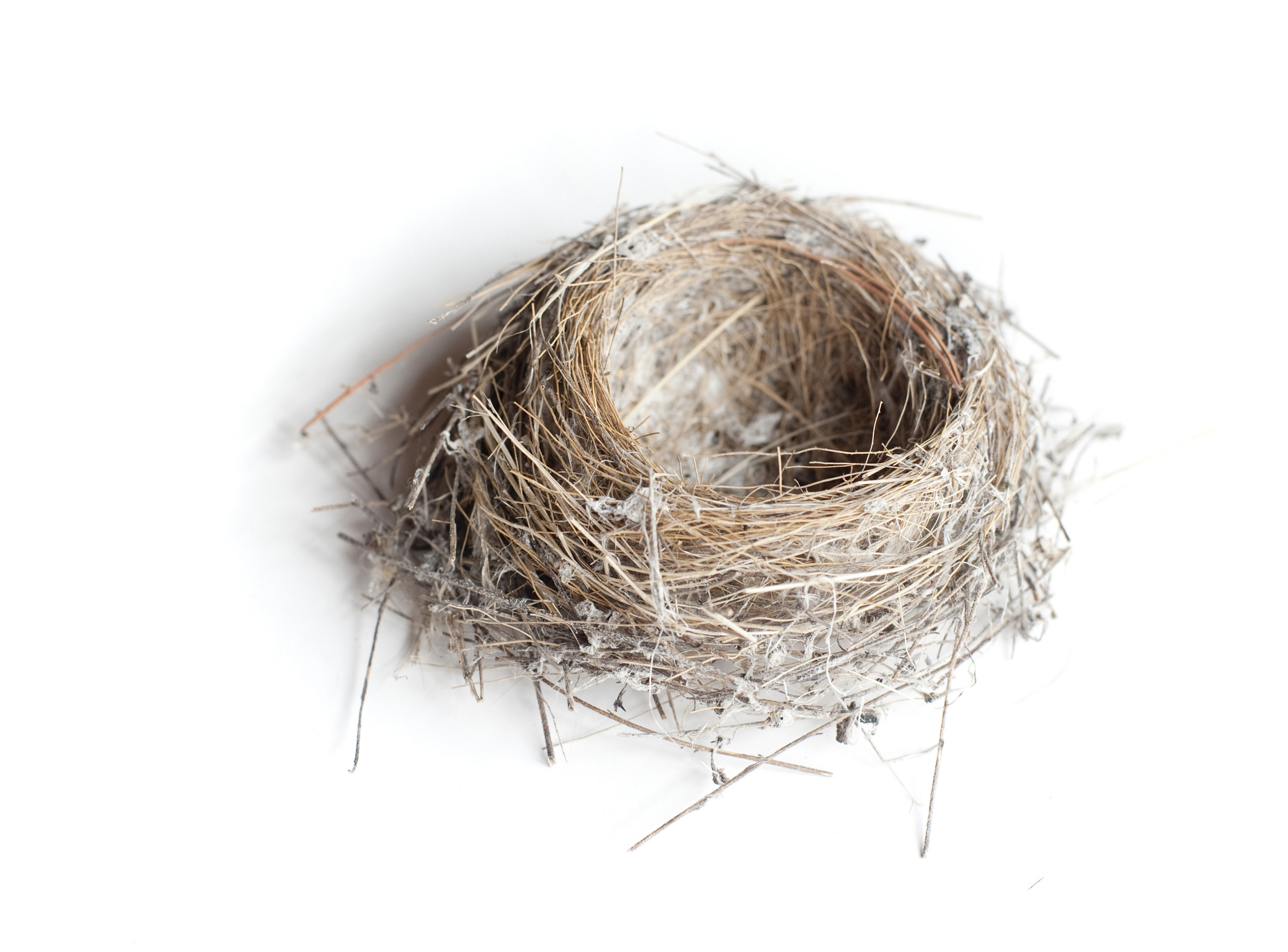Small birds nest Creative Commons Stock Image