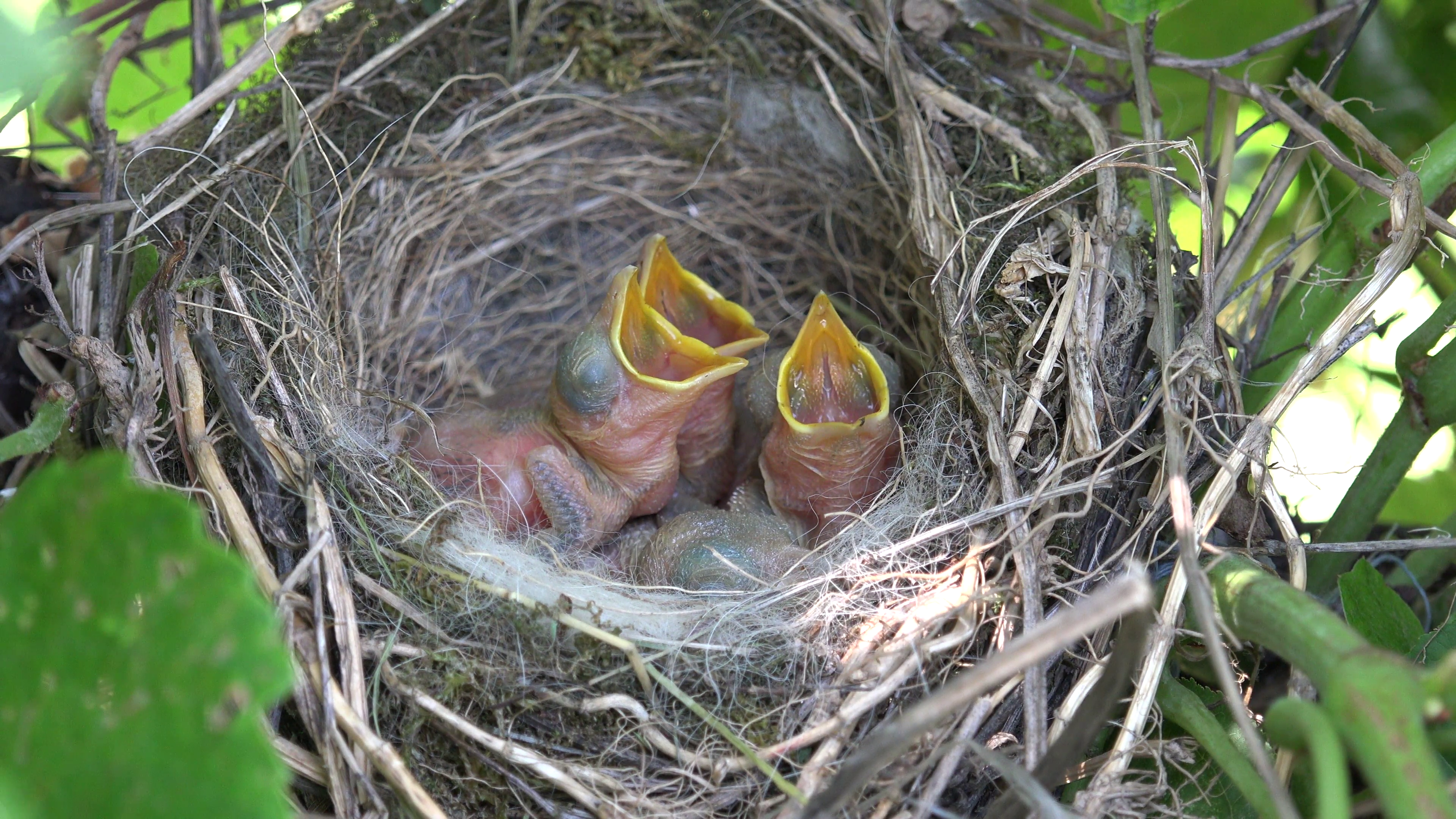 4K Closeup newborn baby bird crying food hungry beak nest open mouth ...
