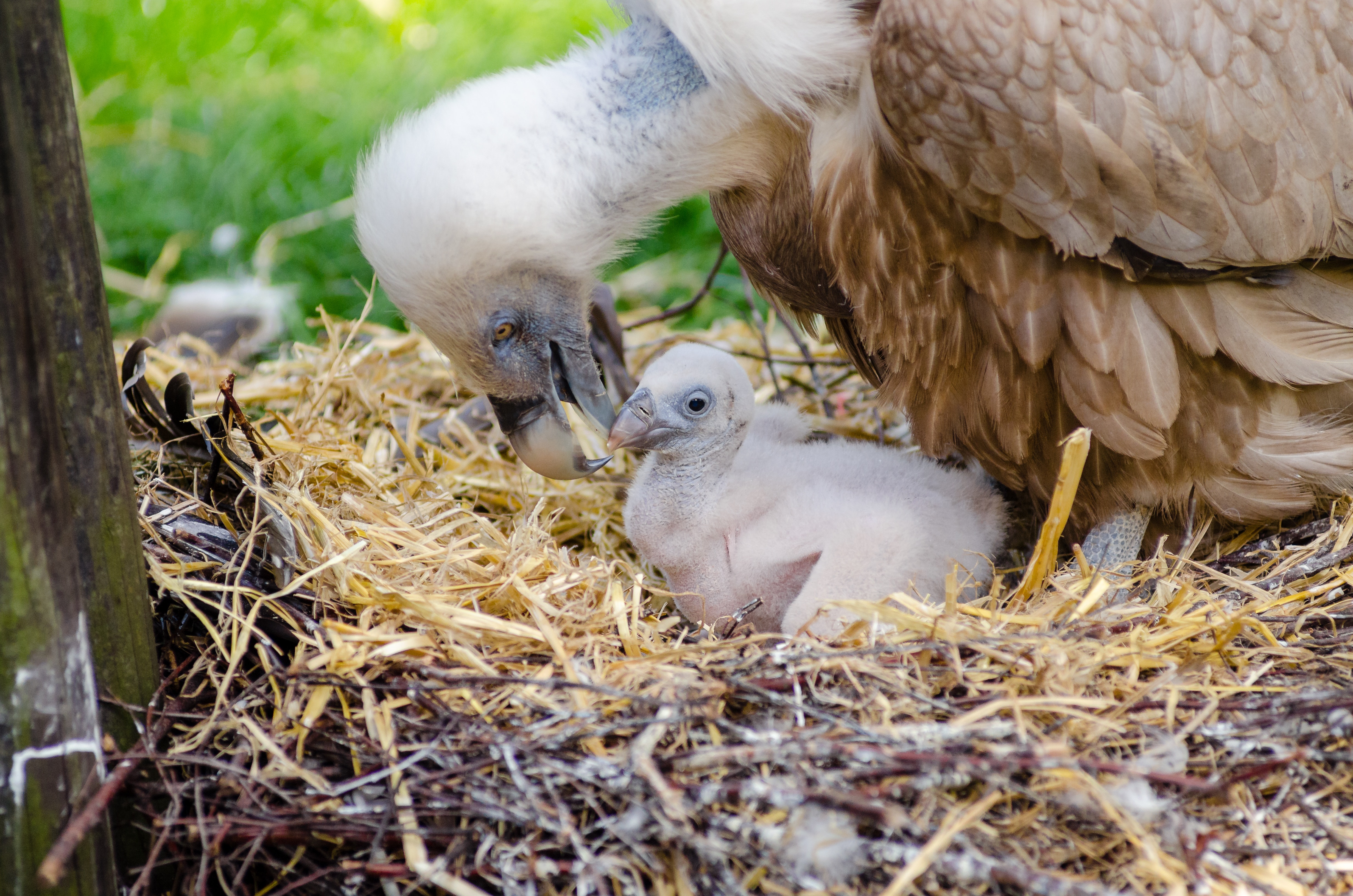 1000+ Great Bird Nest Photos · Pexels · Free Stock Photos