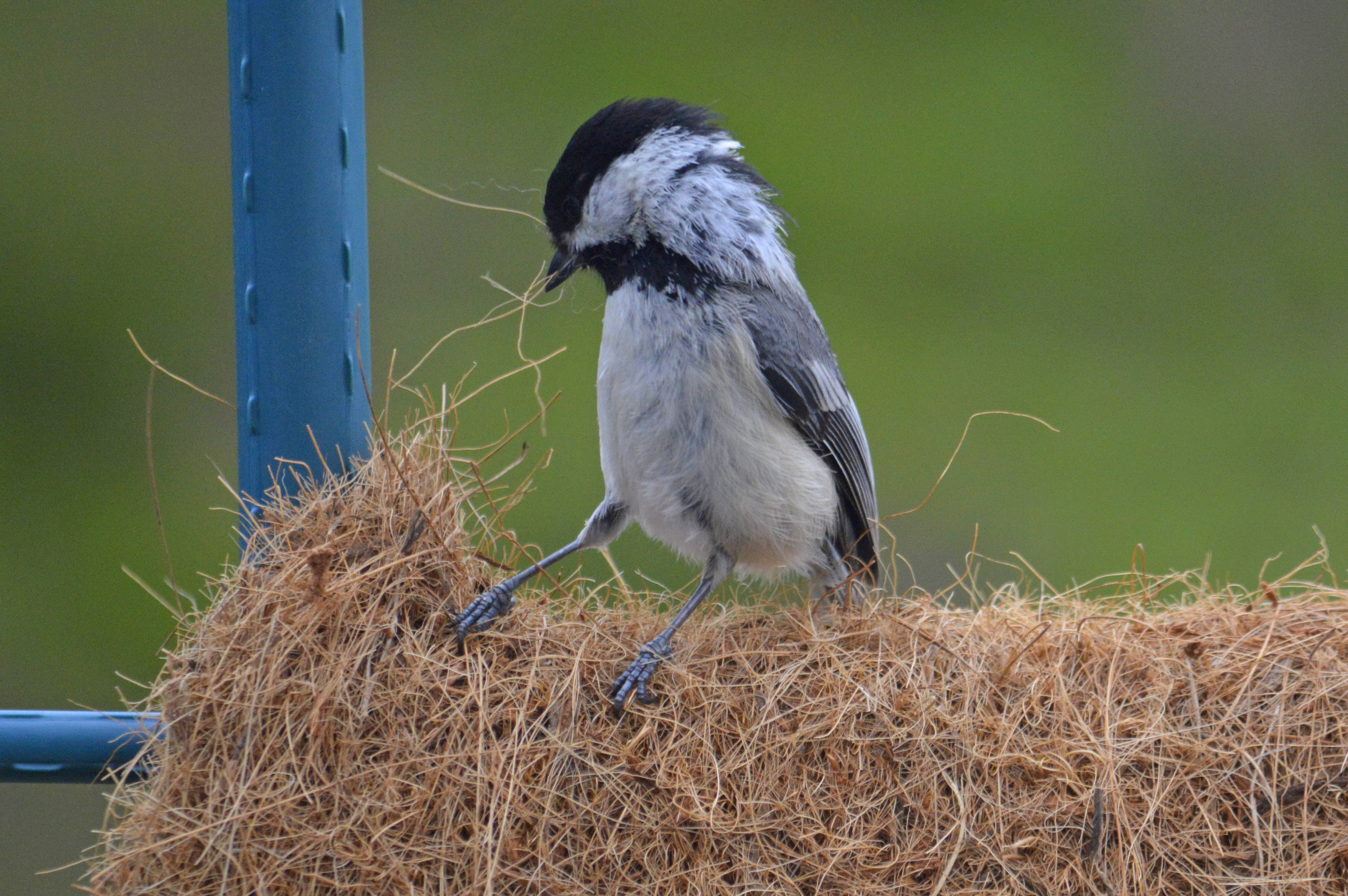 How to Offer Bird-Nesting Materials in Your Garden : The National ...