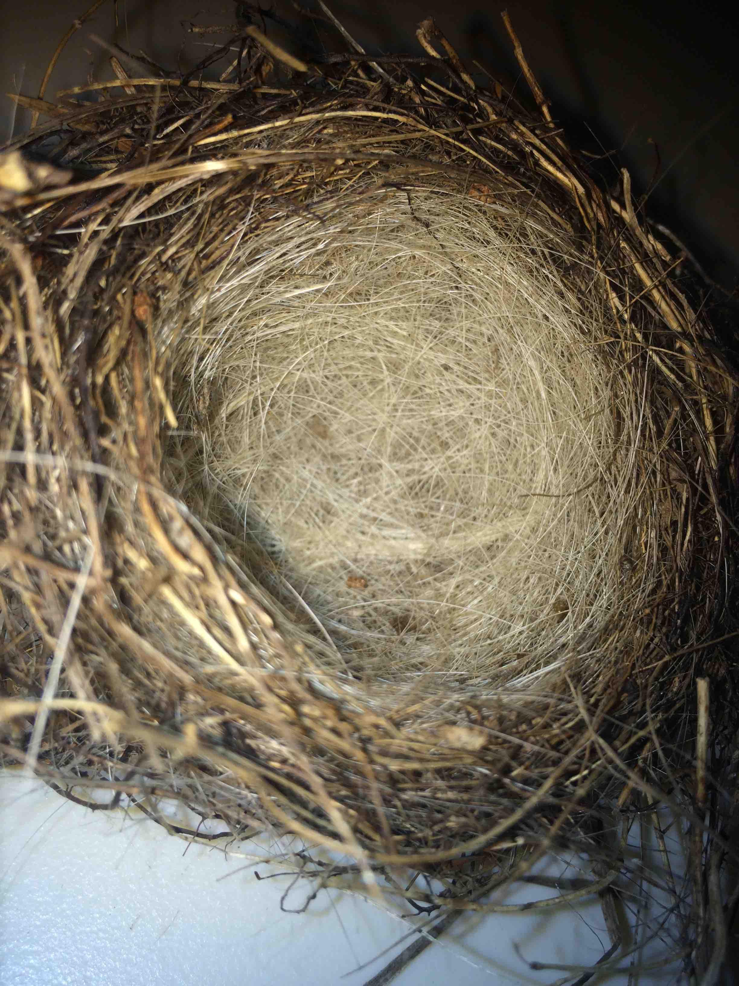 Found a bird nest in my yard. The inside is lined with my dog's fur ...