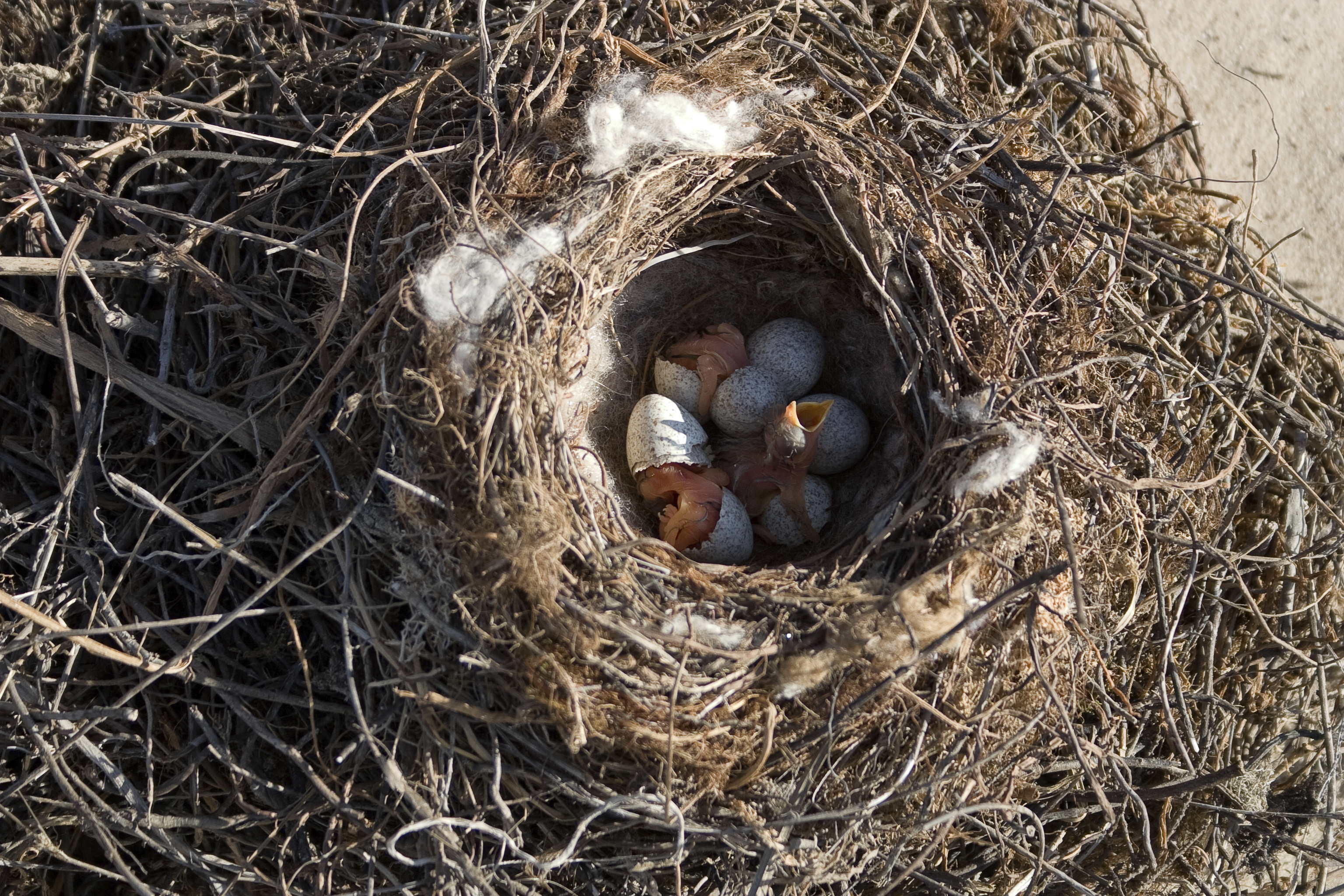 Can You Move a Bird's Nest With Baby Birds in It? | Animals - mom.me