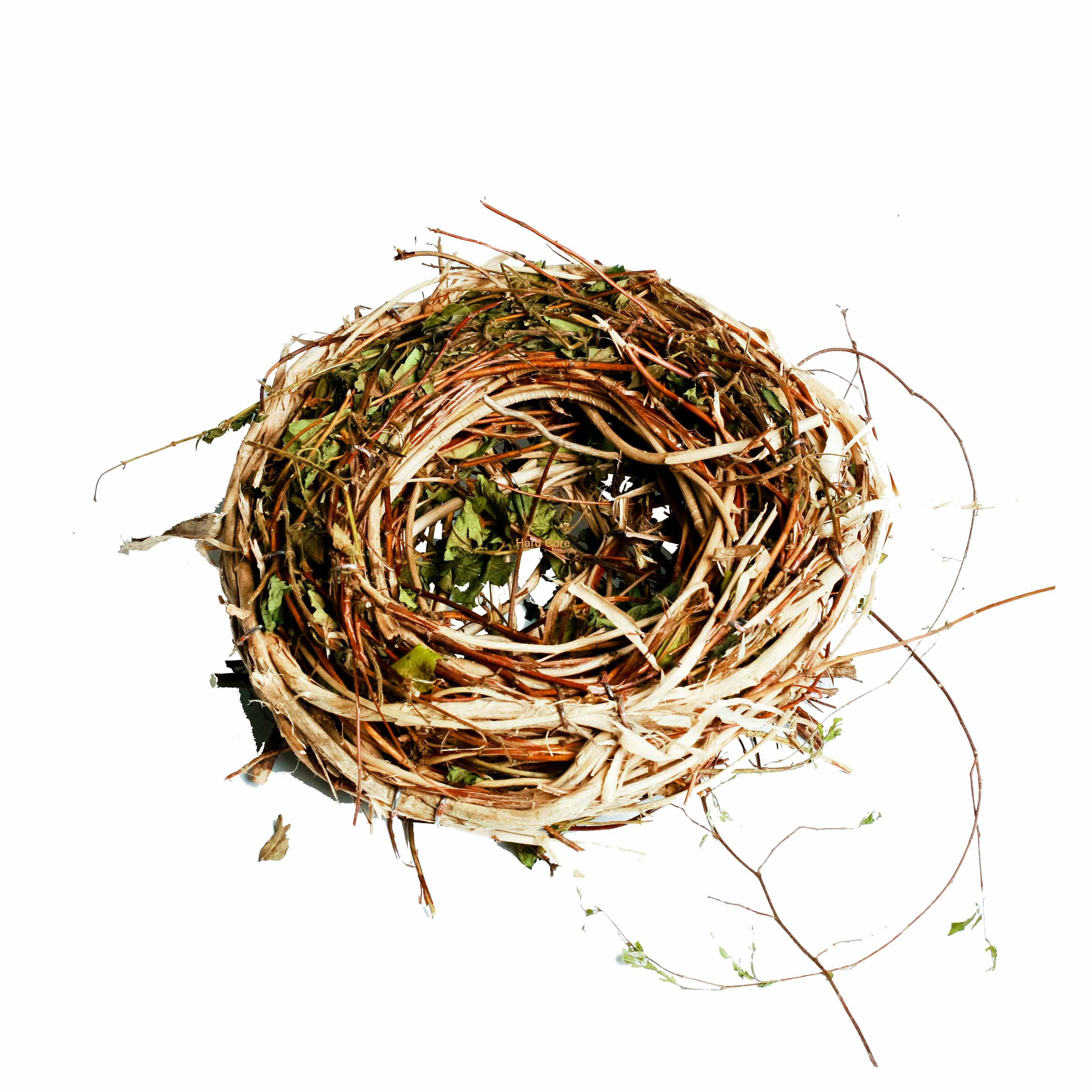 Bird nest photo