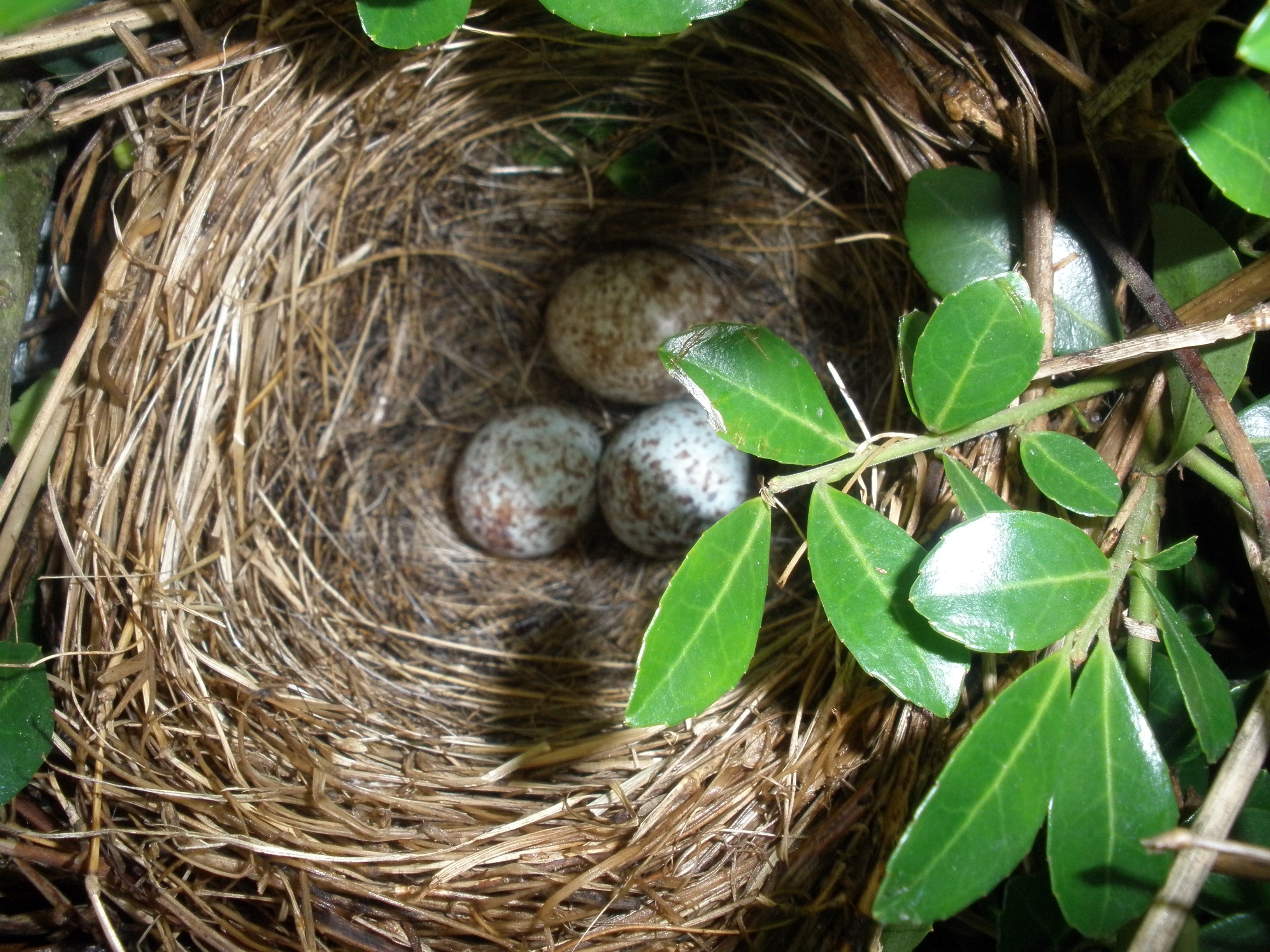 File:Bird Nest (3600492937).jpg - Wikimedia Commons