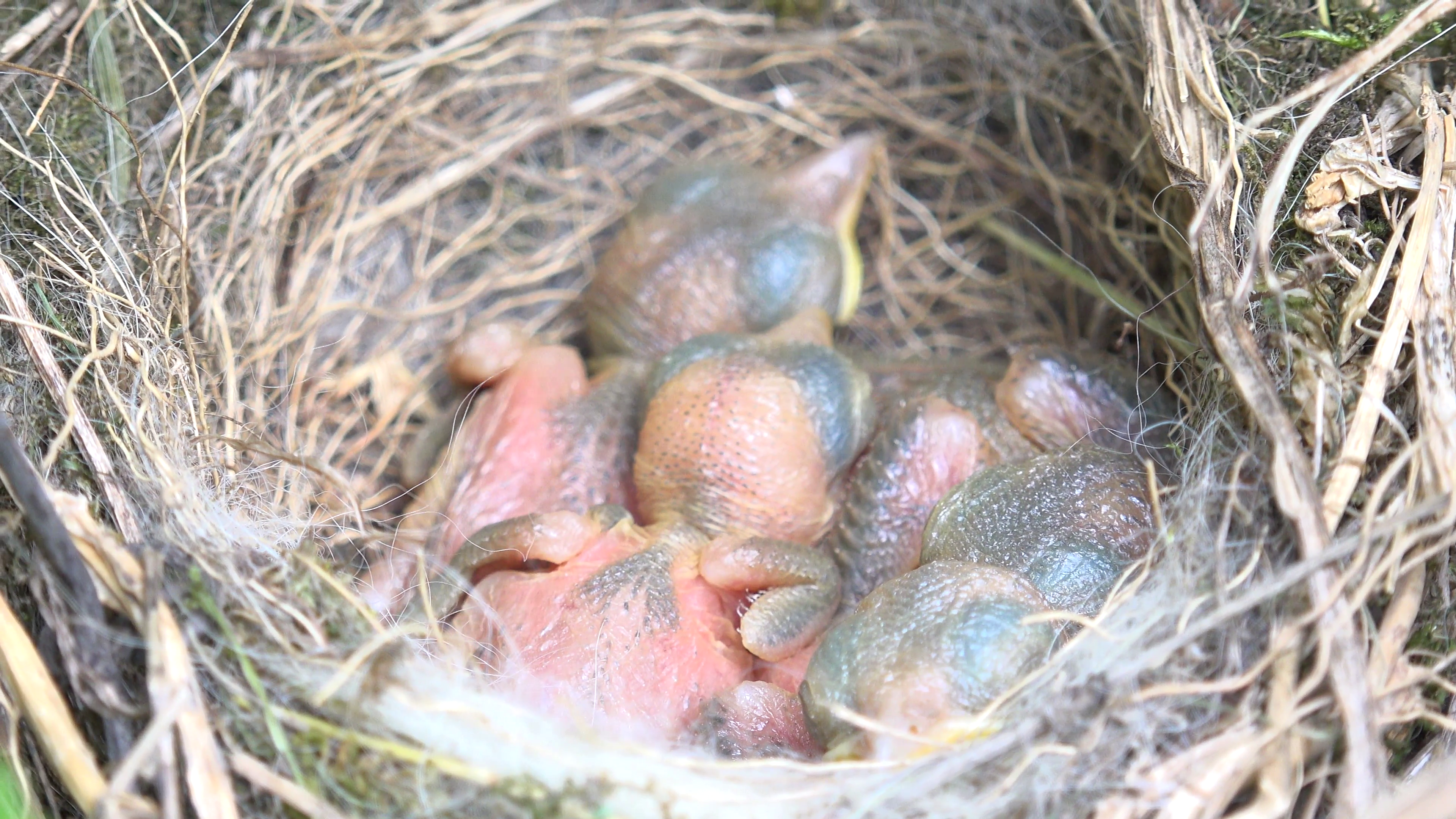 4K Closeup baby bird nest newborn wild avian sleep no feather ...