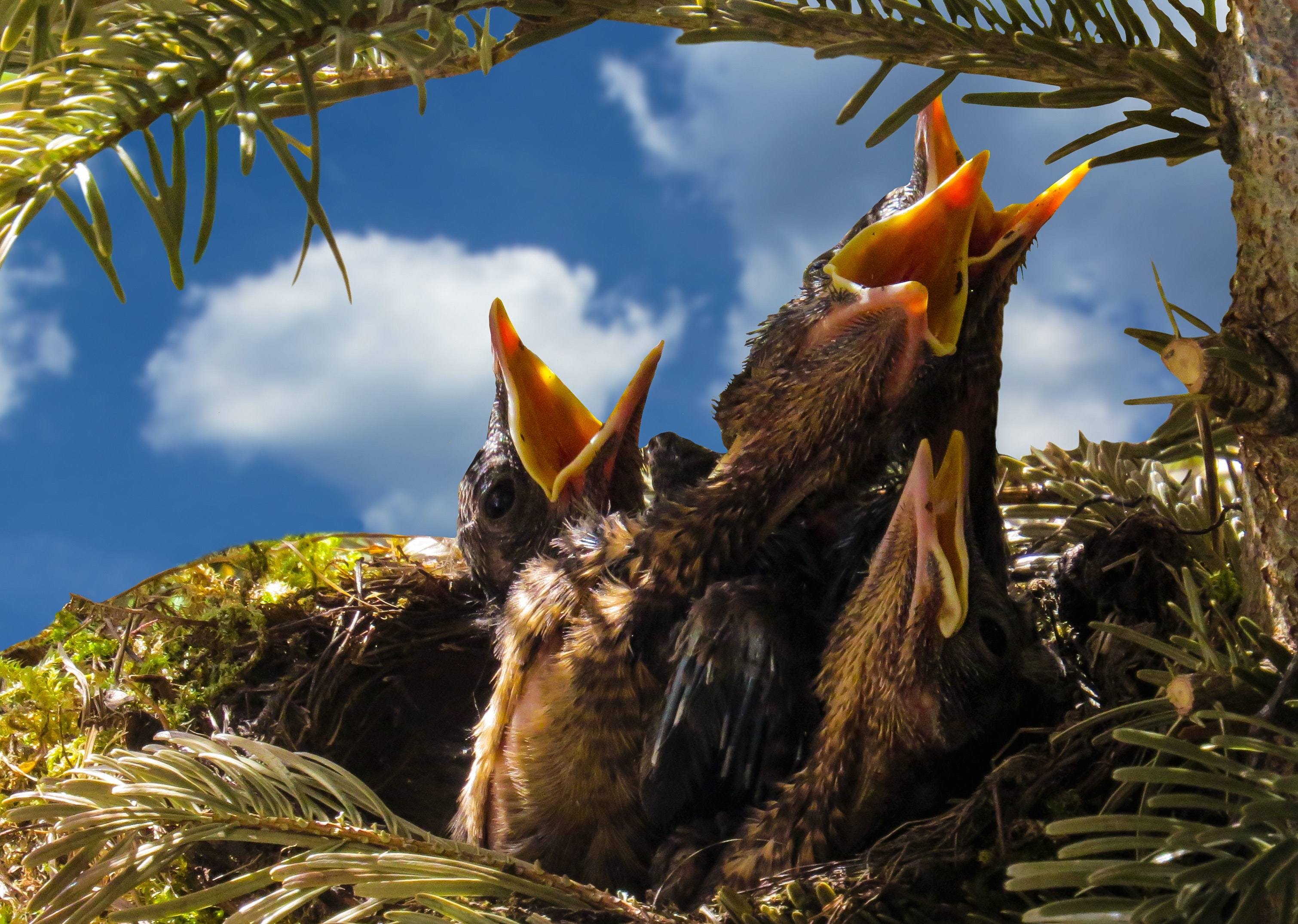 1000+ Great Bird Nest Photos · Pexels · Free Stock Photos