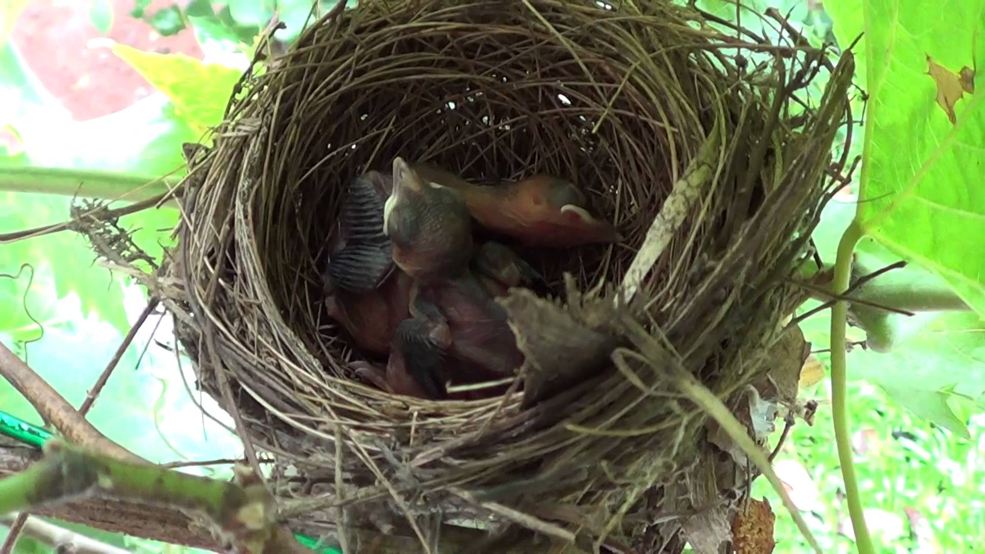 bird nest in our house [India , Kerala] 2014 - YouTube