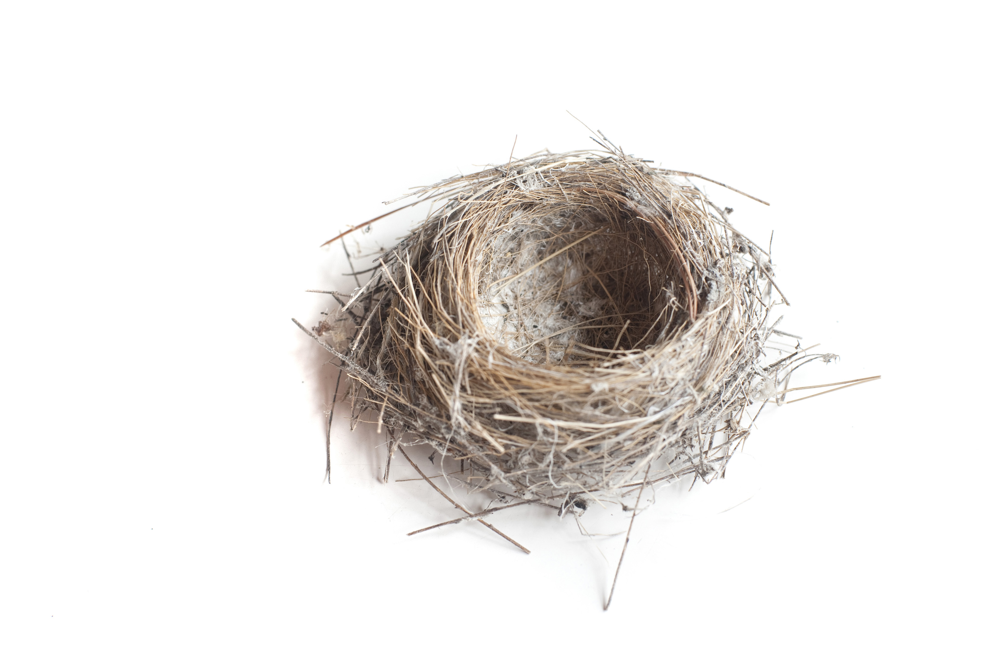 Free Stock Photo 7903 Empty birds nest | freeimageslive