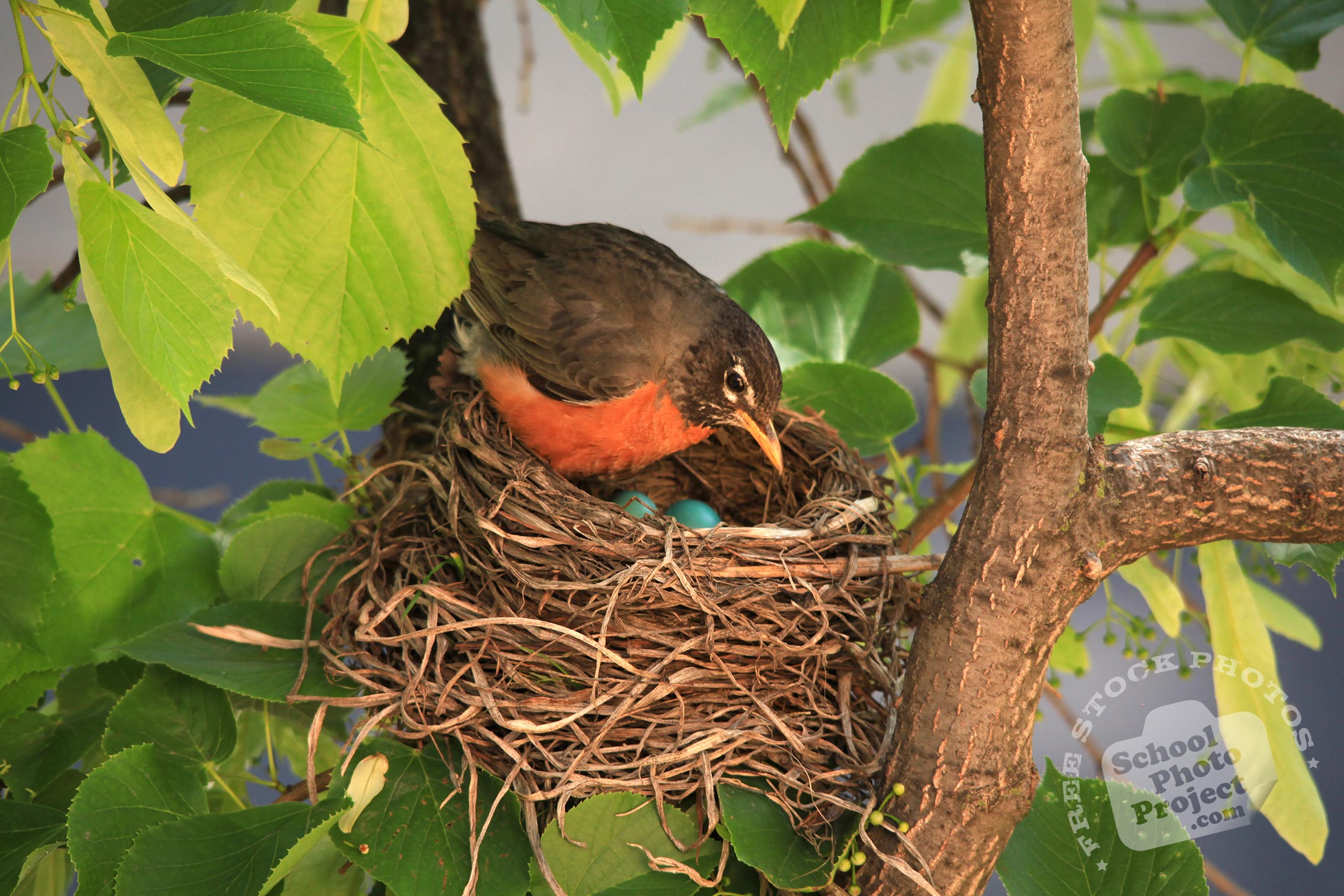 Robin Bird, FREE Stock Photo: Robin in Her Nest Royalty-Free Animal ...
