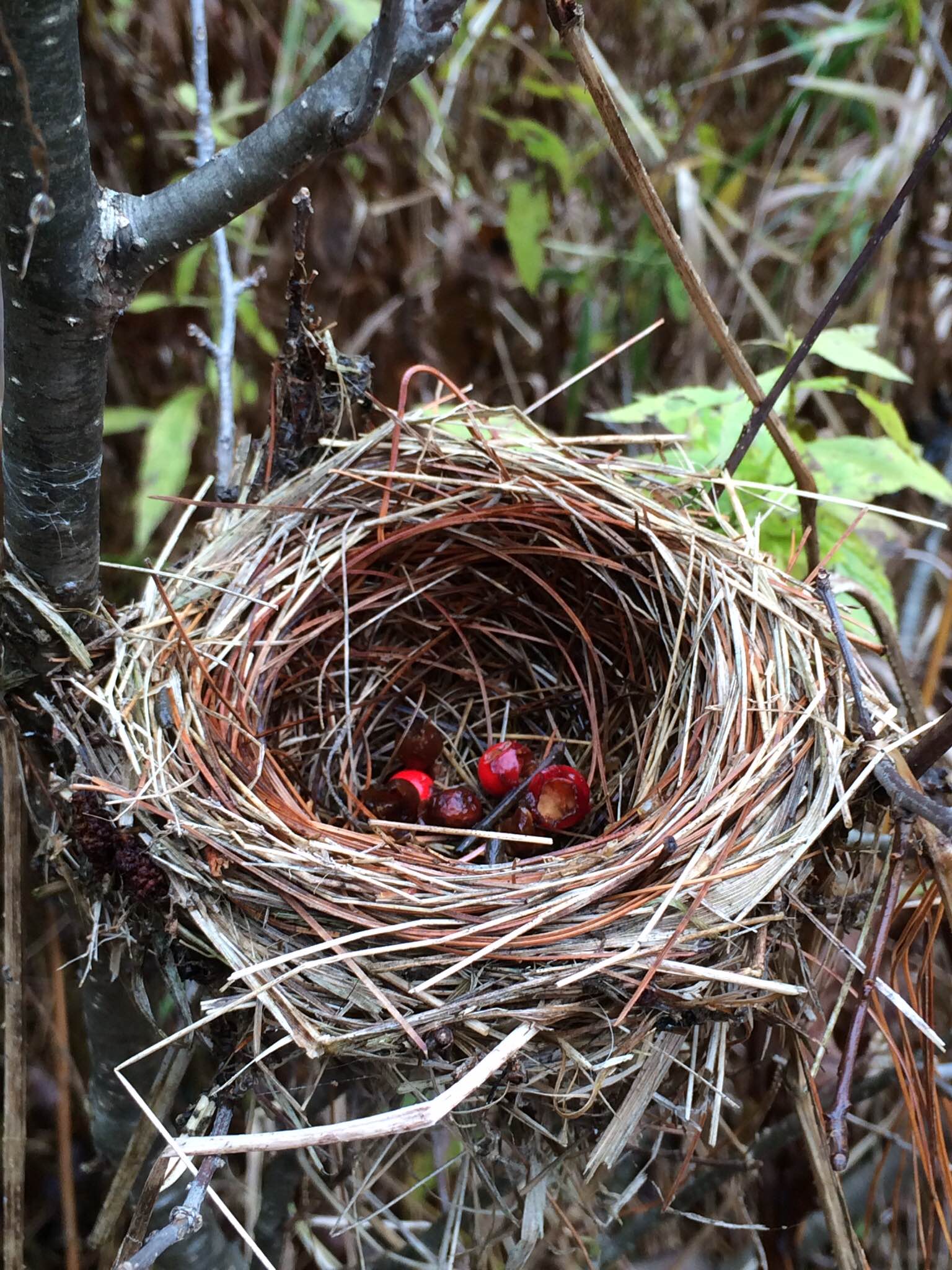 Winterberry in Bird Nest | Maple Hollow Christmas Tree Farm