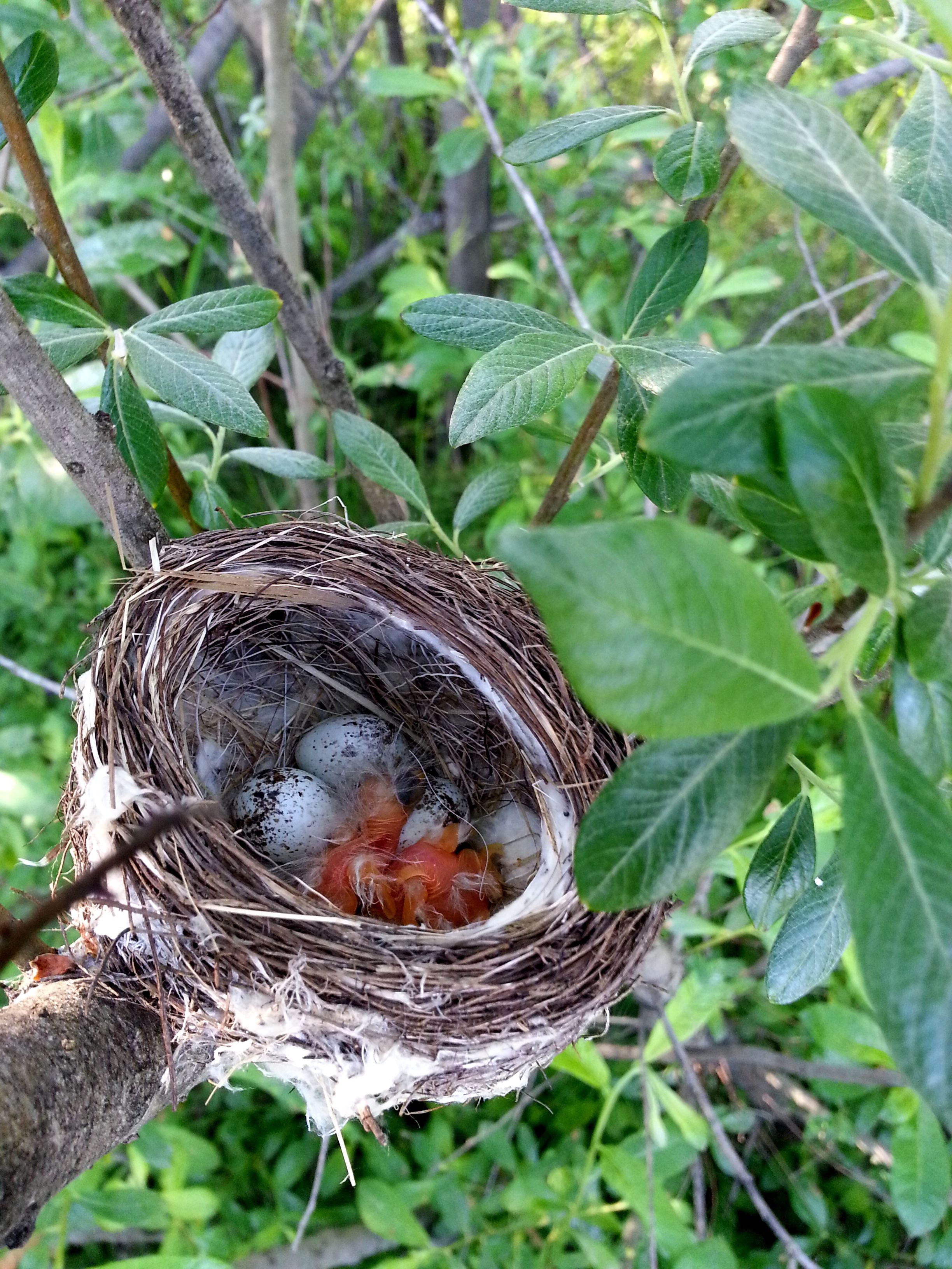 Avoiding Incidental Take of Bird Nests: from law to practice ...