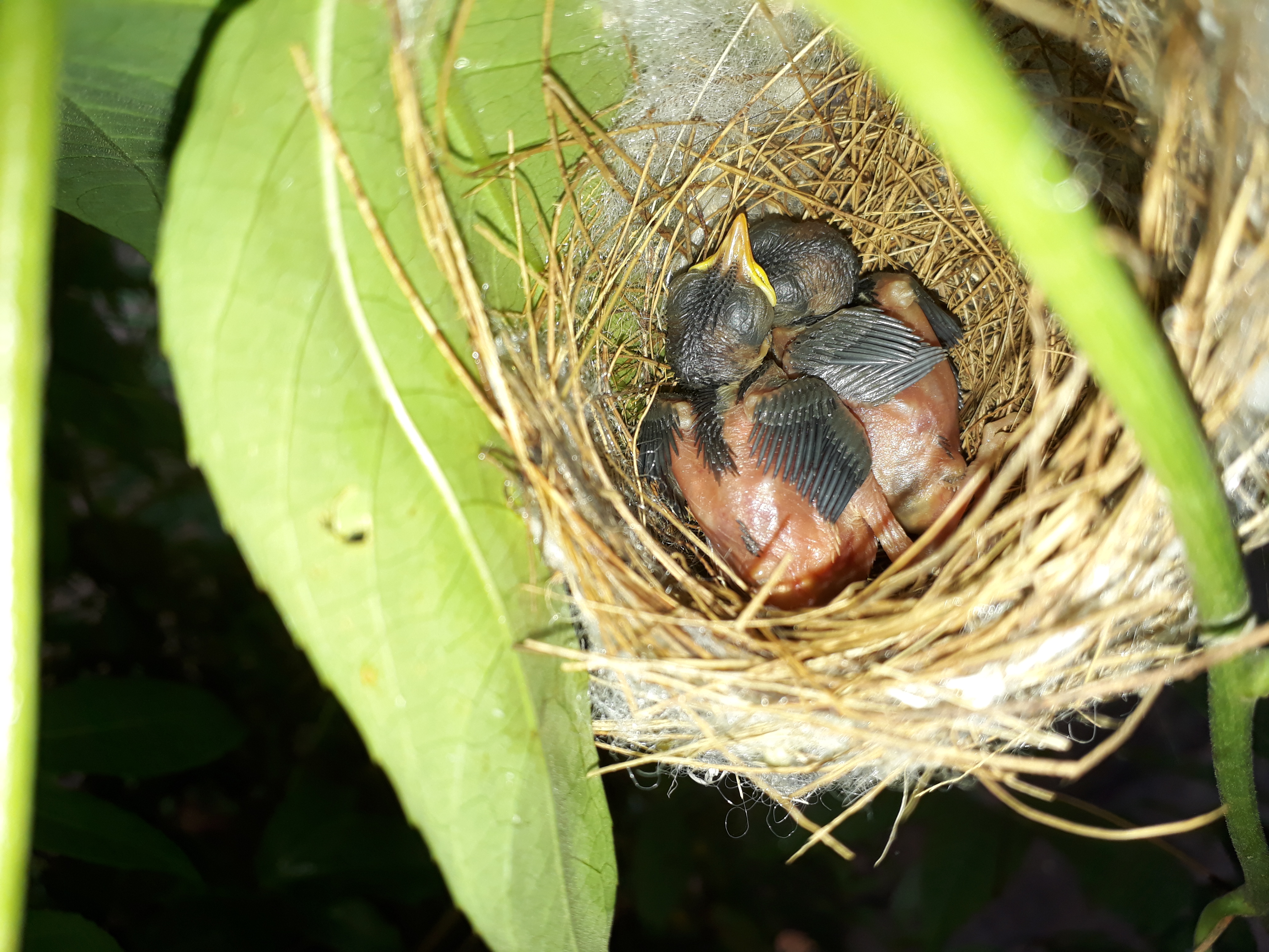 Free Images : little bird, egg, nature, green leaf, bird nest, beak ...