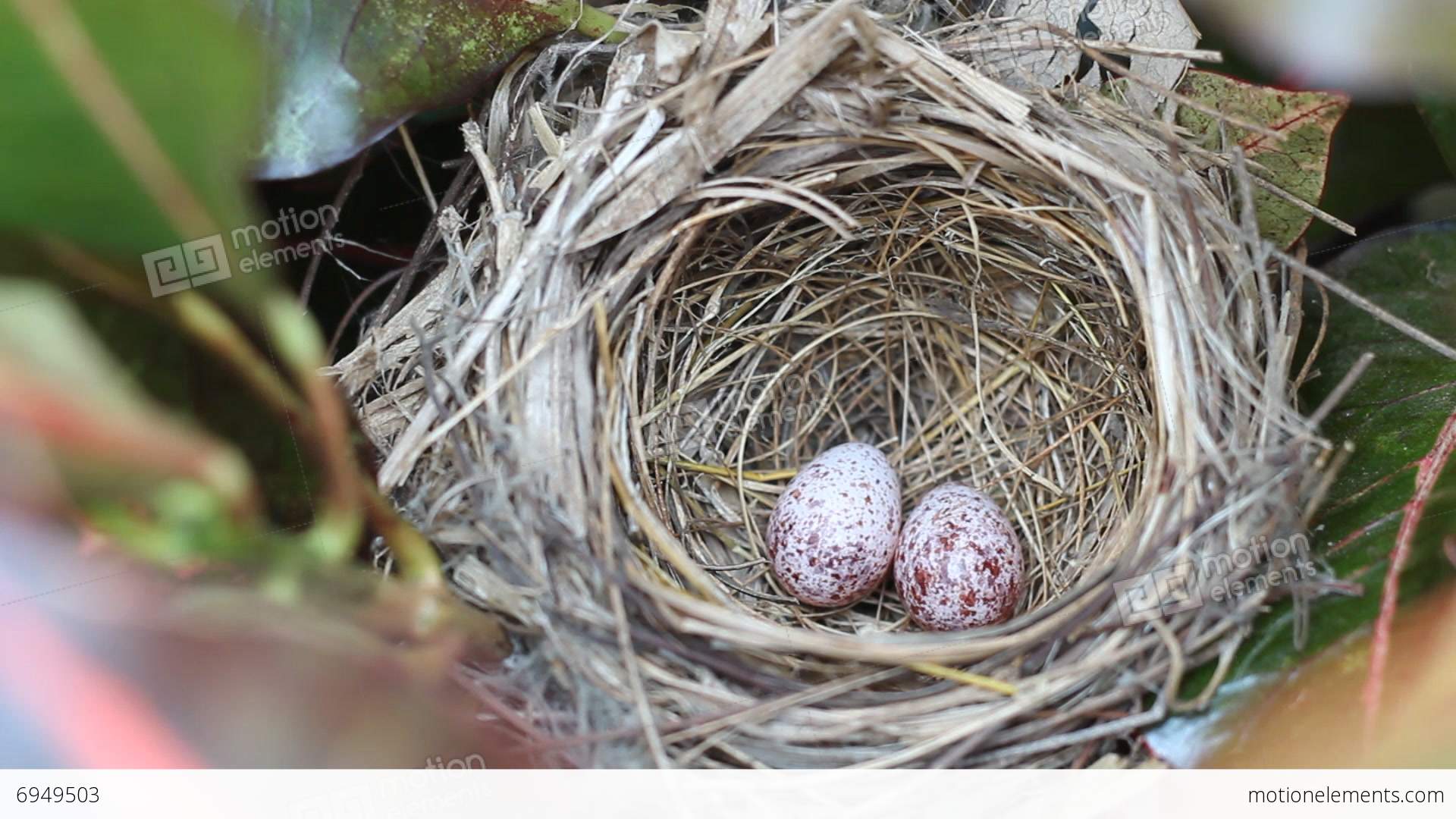 Yellow-vented Bulbul Eggs In The Bird Nest Stock video footage | 6949503