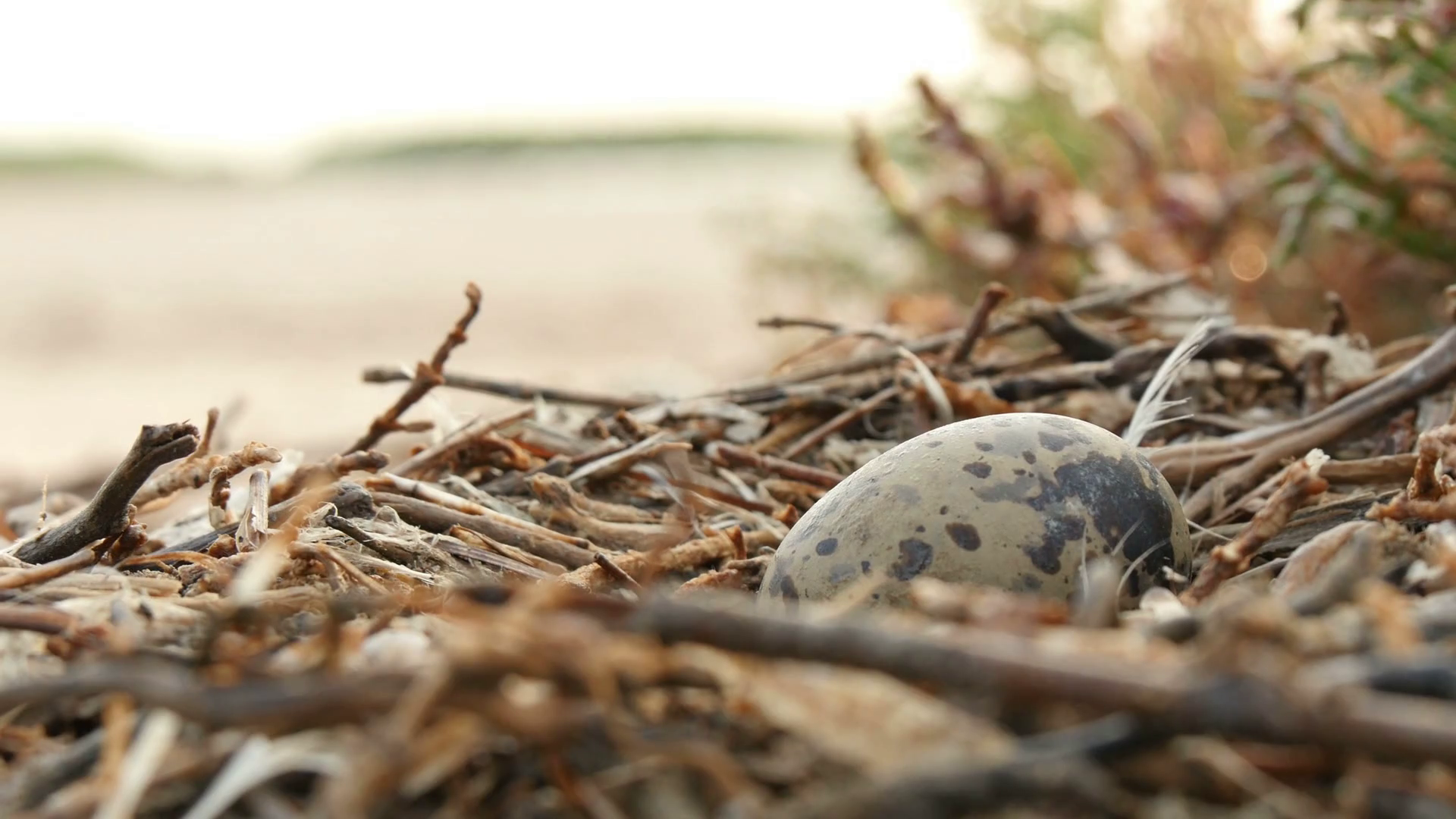 Bird's Nest With One Egg Stock Video Footage - VideoBlocks
