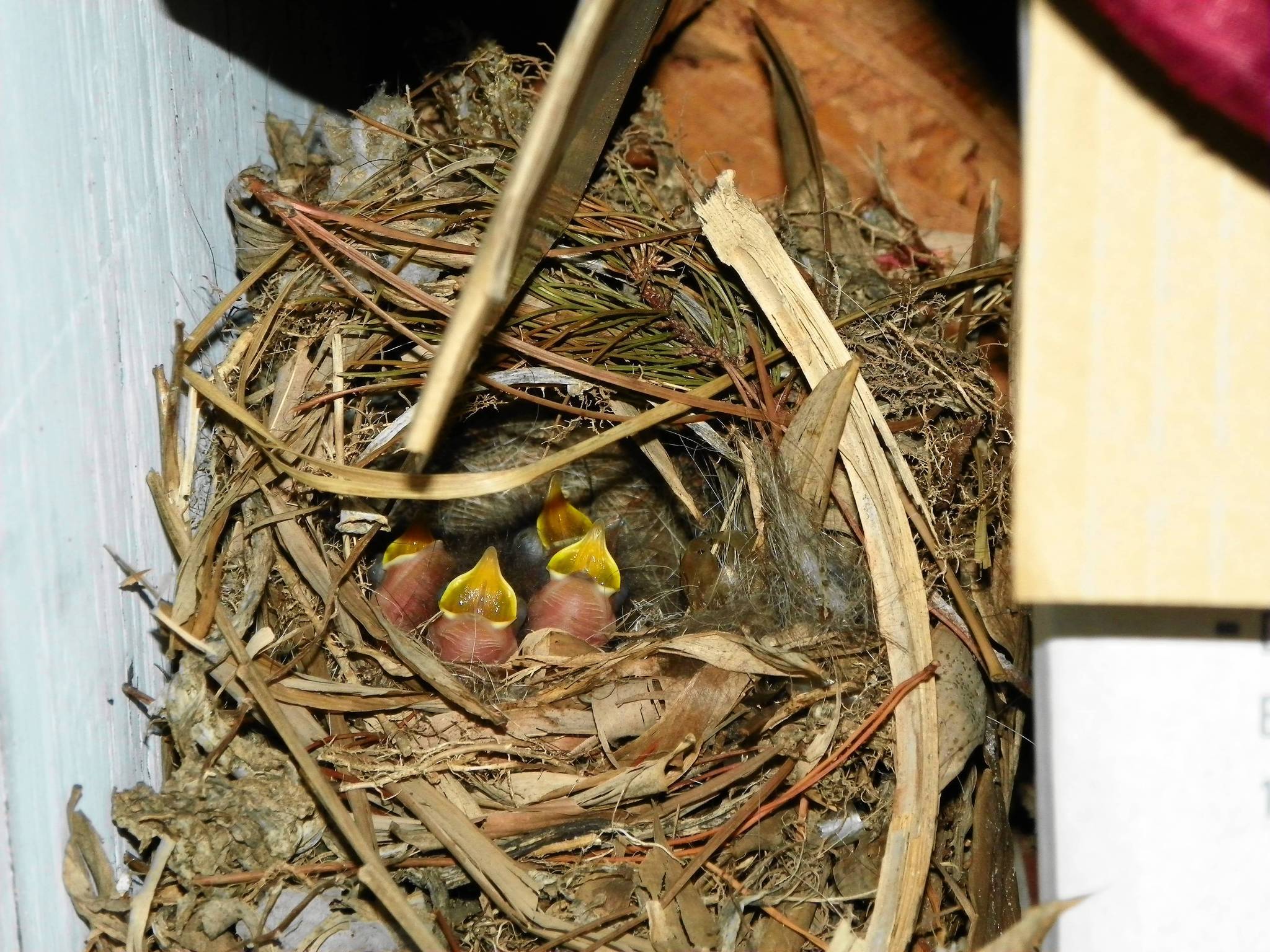Bird nest garage: Bird nest in garage can cause excitement ...