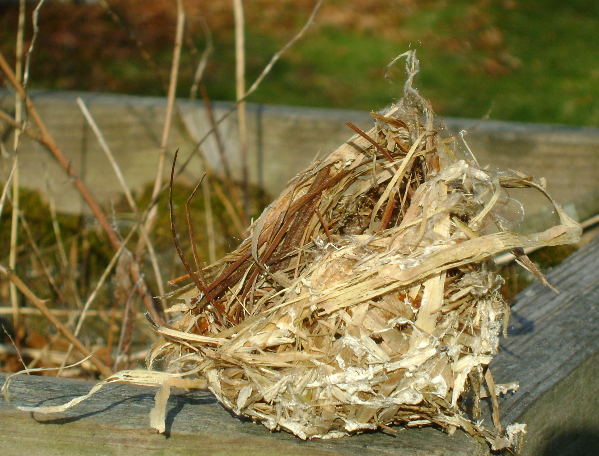 Masters of Construction: Bird Nests | Science and Nature for a Pie