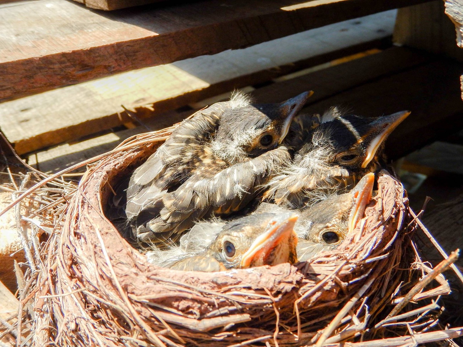 Be on the lookout for bird nests – Fish and Wildlife Service News ...
