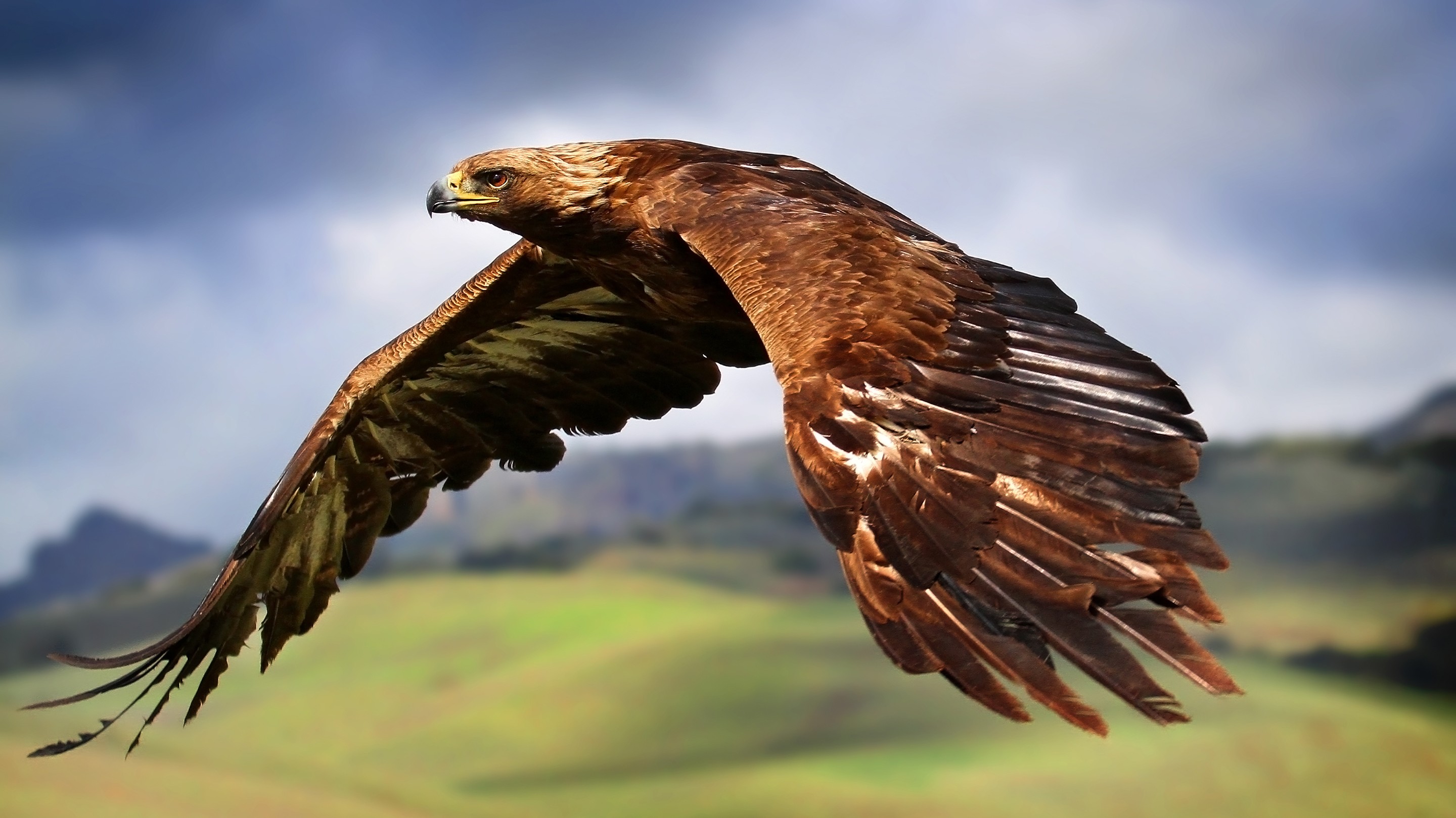 Flying hawk photo