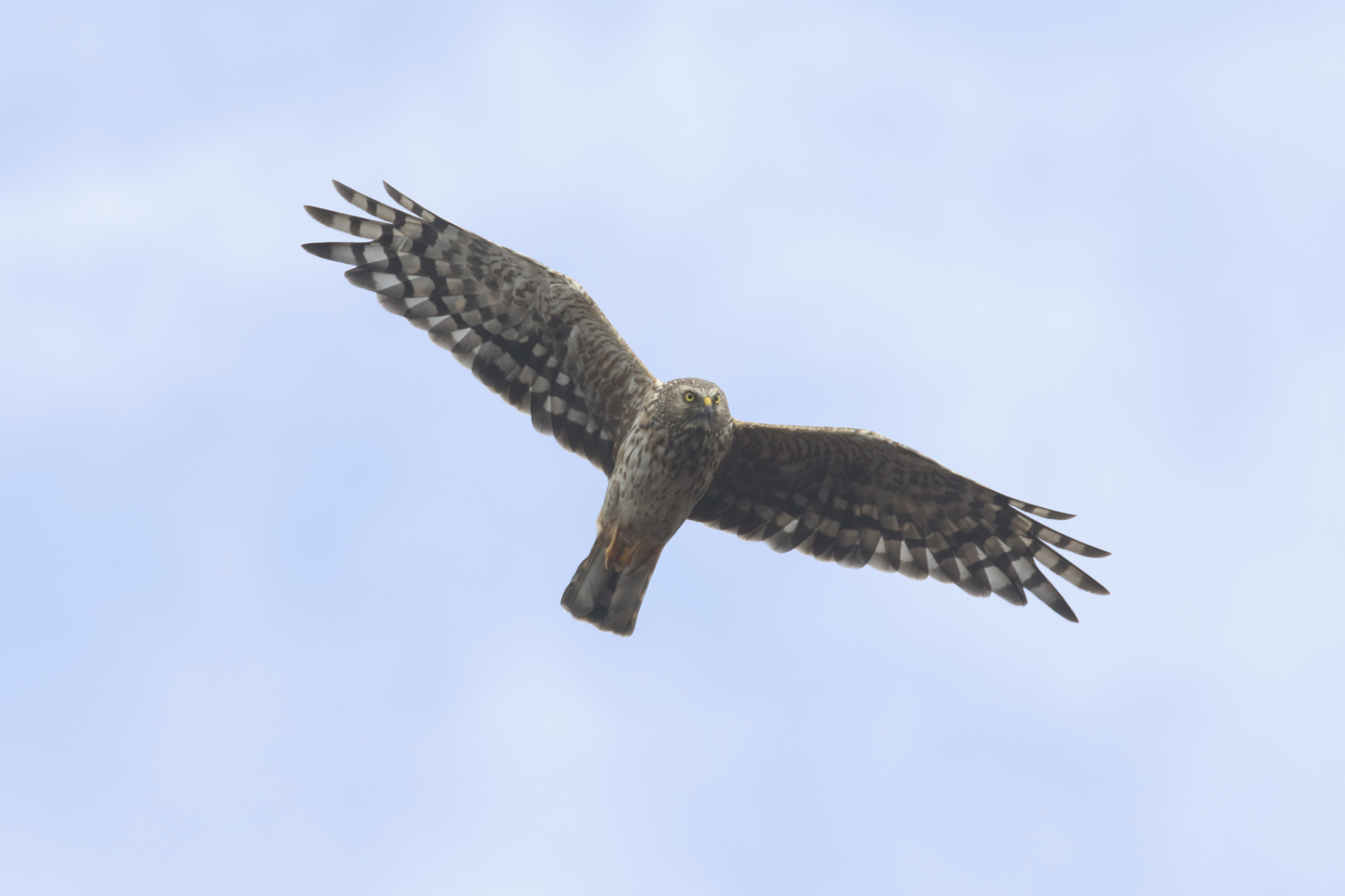 Birds of Prey in the UK | On a Wing and a Prayer - The RSPB
