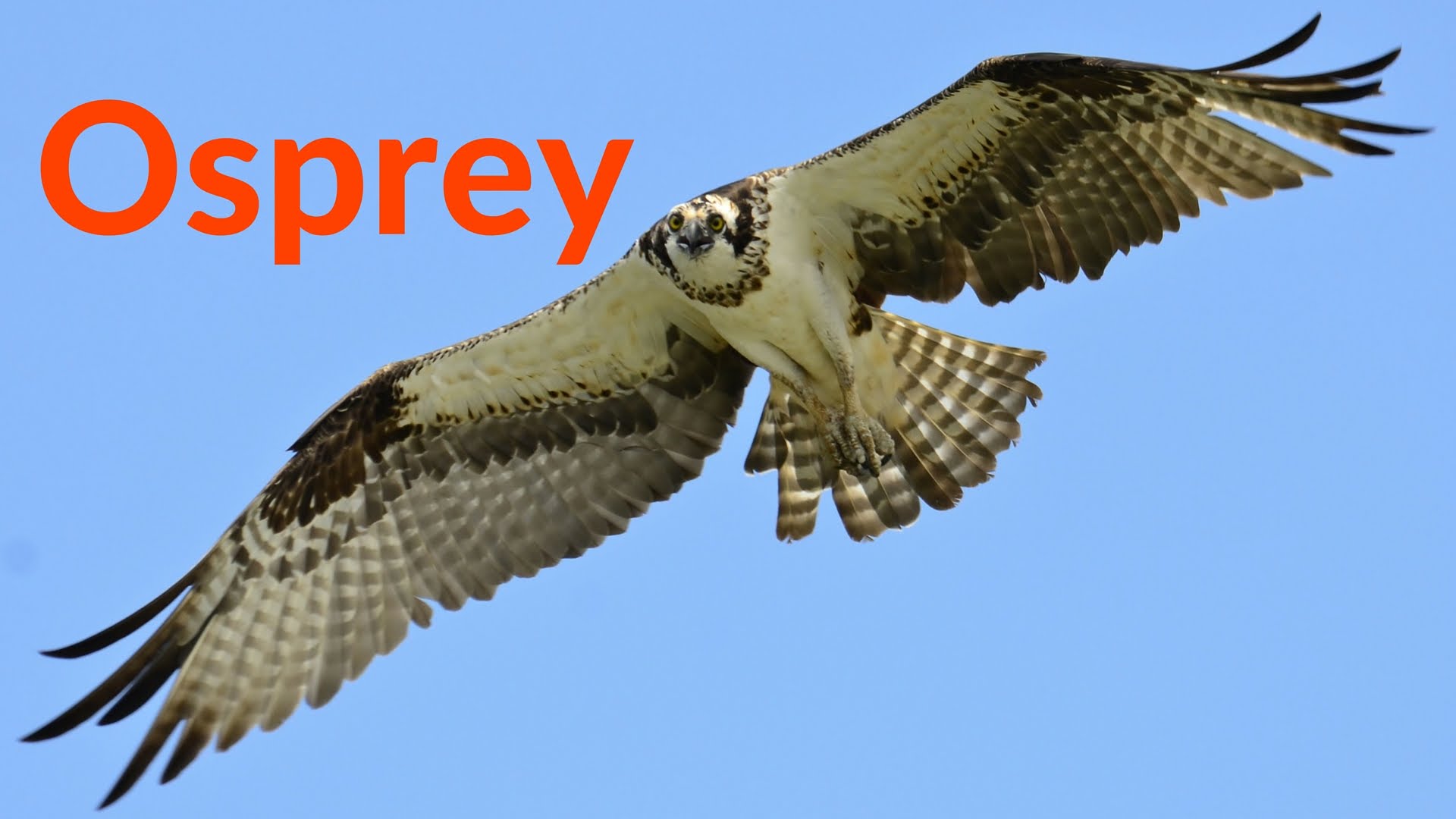 Osprey: The Beautiful Flight of the Osprey Bird of Prey Hunting ...