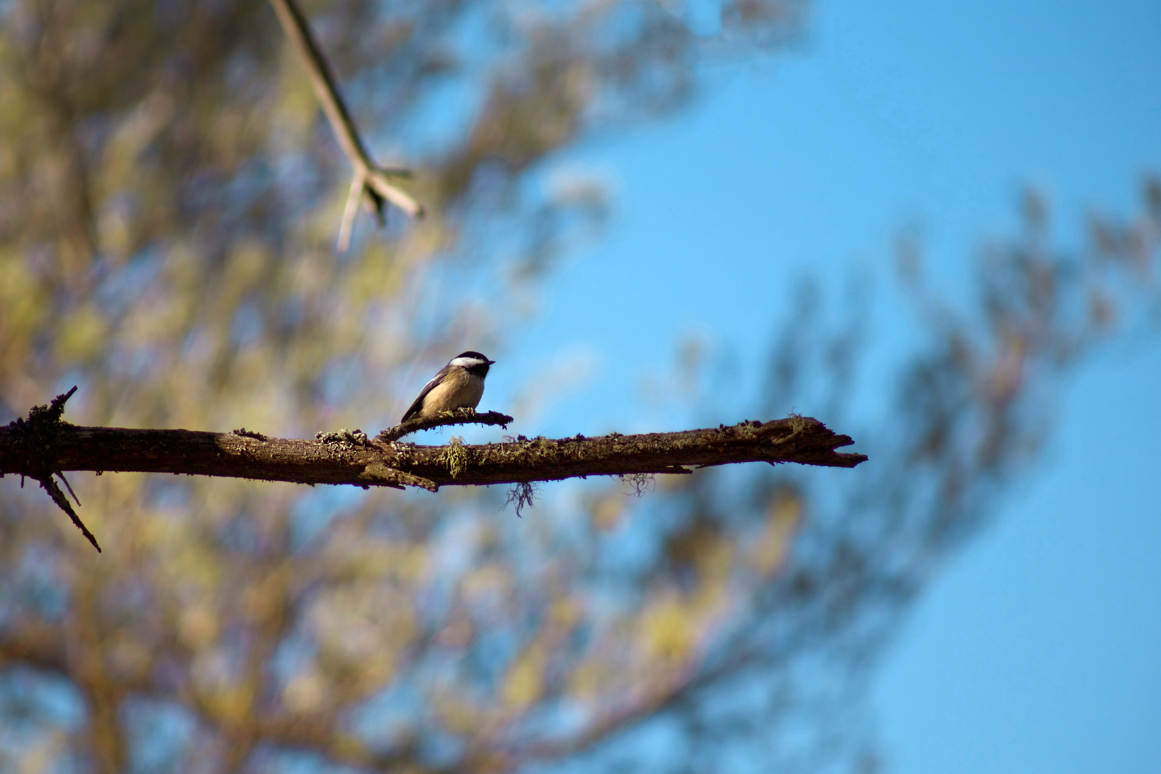 Bird on a branch photo