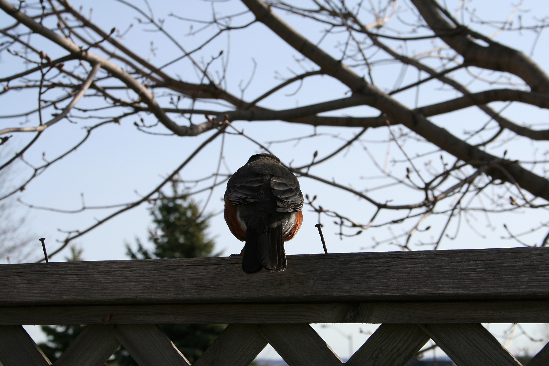 Bird on a fence photo