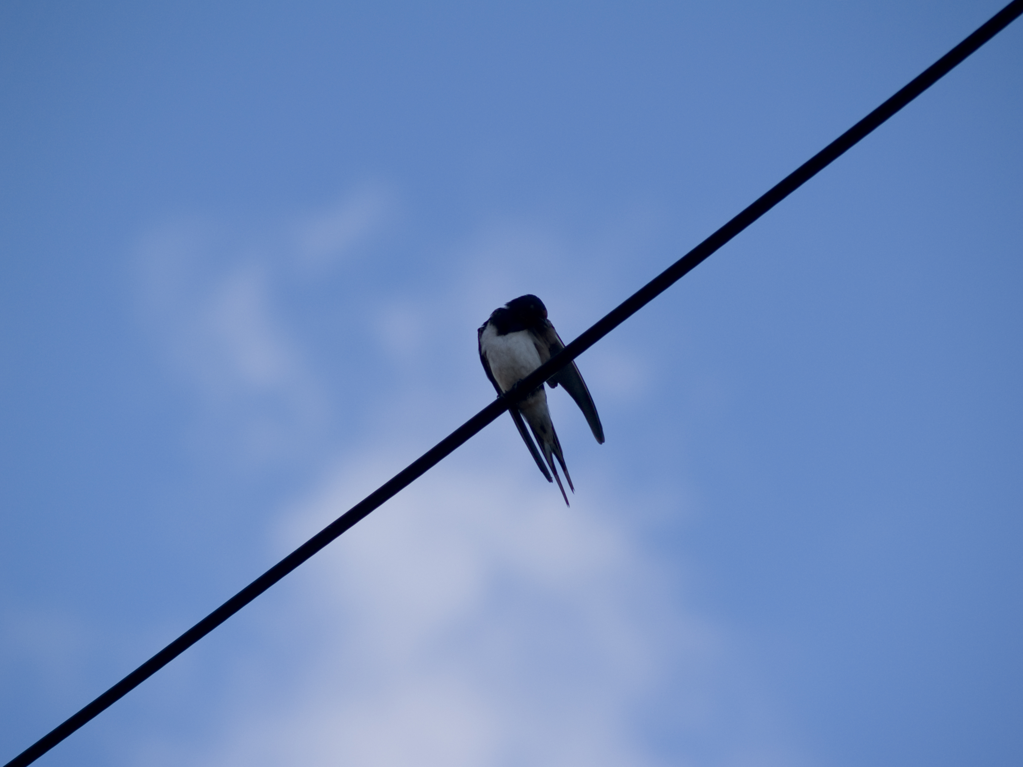 Bird on a wire photo