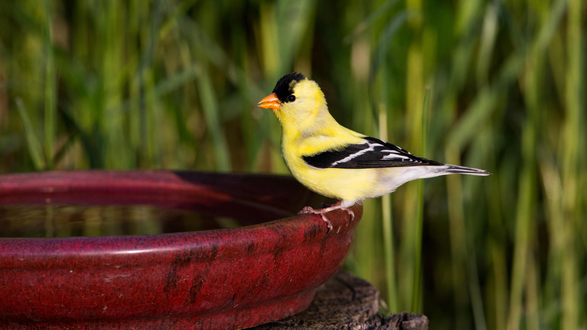 How to Make a Birdbath | Audubon
