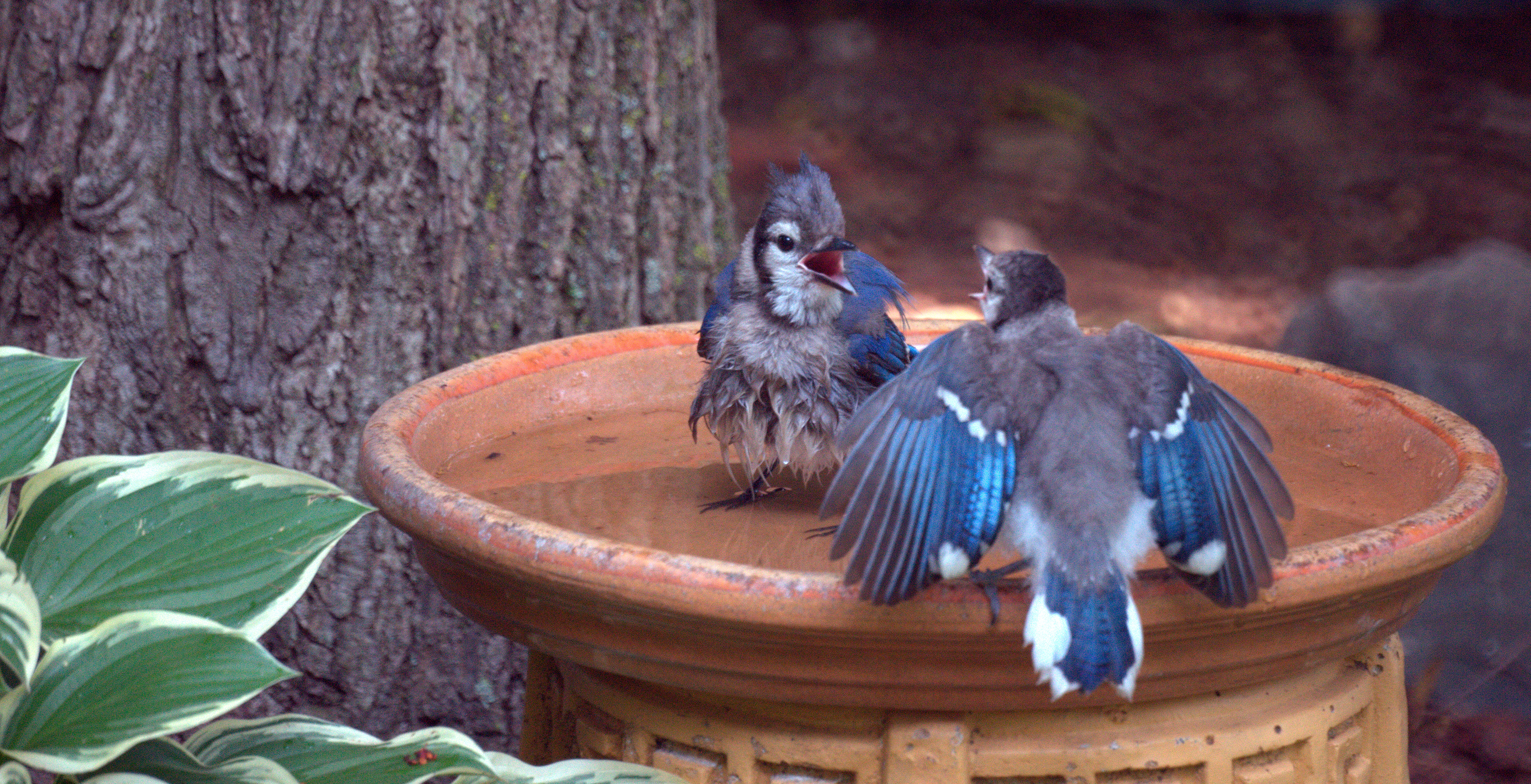 File:Blue Jays In Bird Bath (5922105425).jpg - Wikimedia Commons
