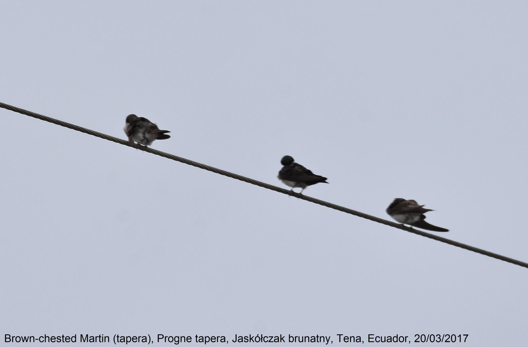 Brown-chested Martin (Progne tapera) Three birds on a cable/ | the ...
