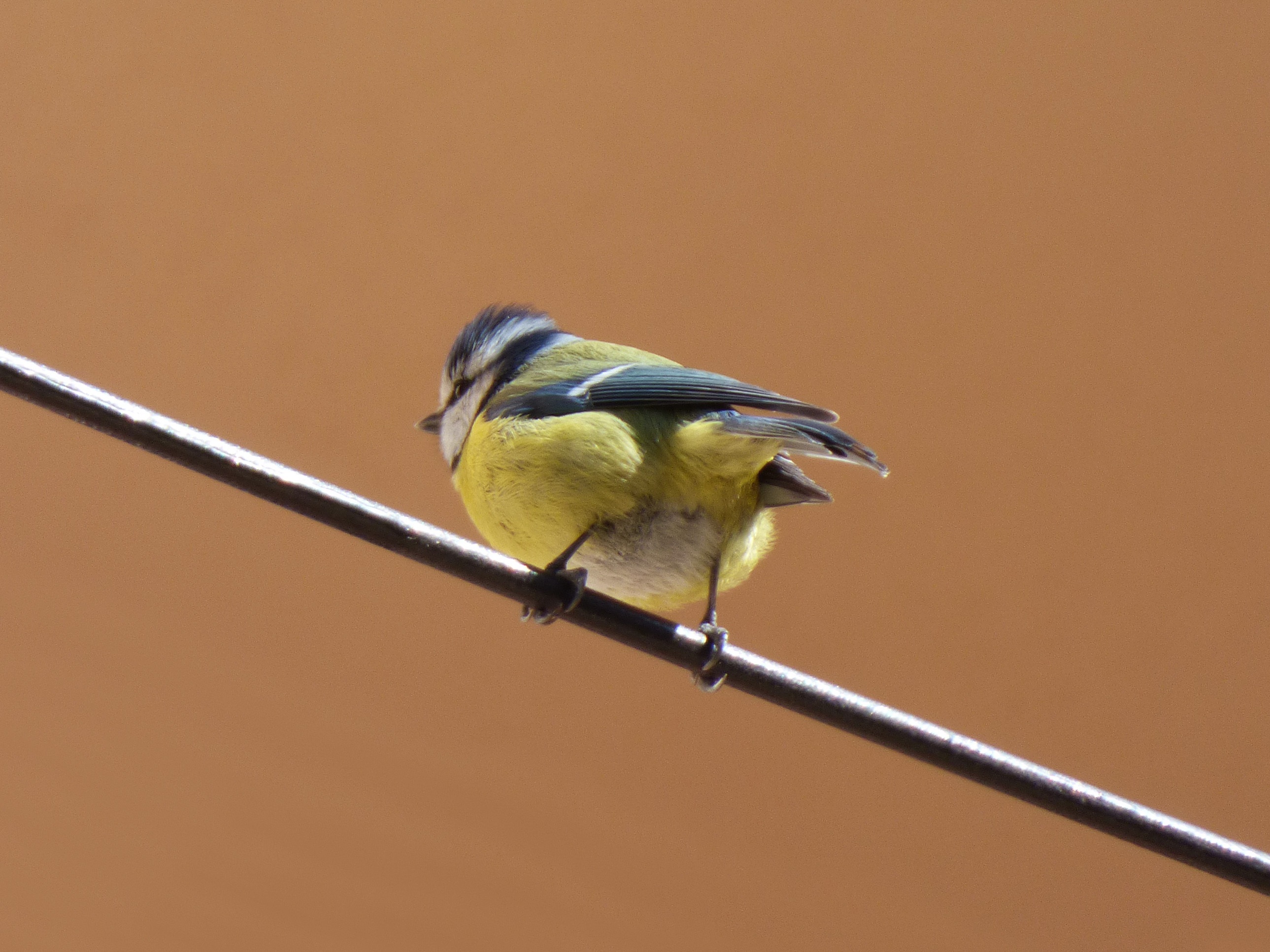 Free Images : branch, wing, cable, wildlife, beak, yellow, fauna ...