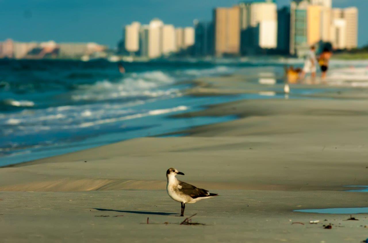 Bird on the beach, Beach, Bird, Buildings, Sand, HQ Photo