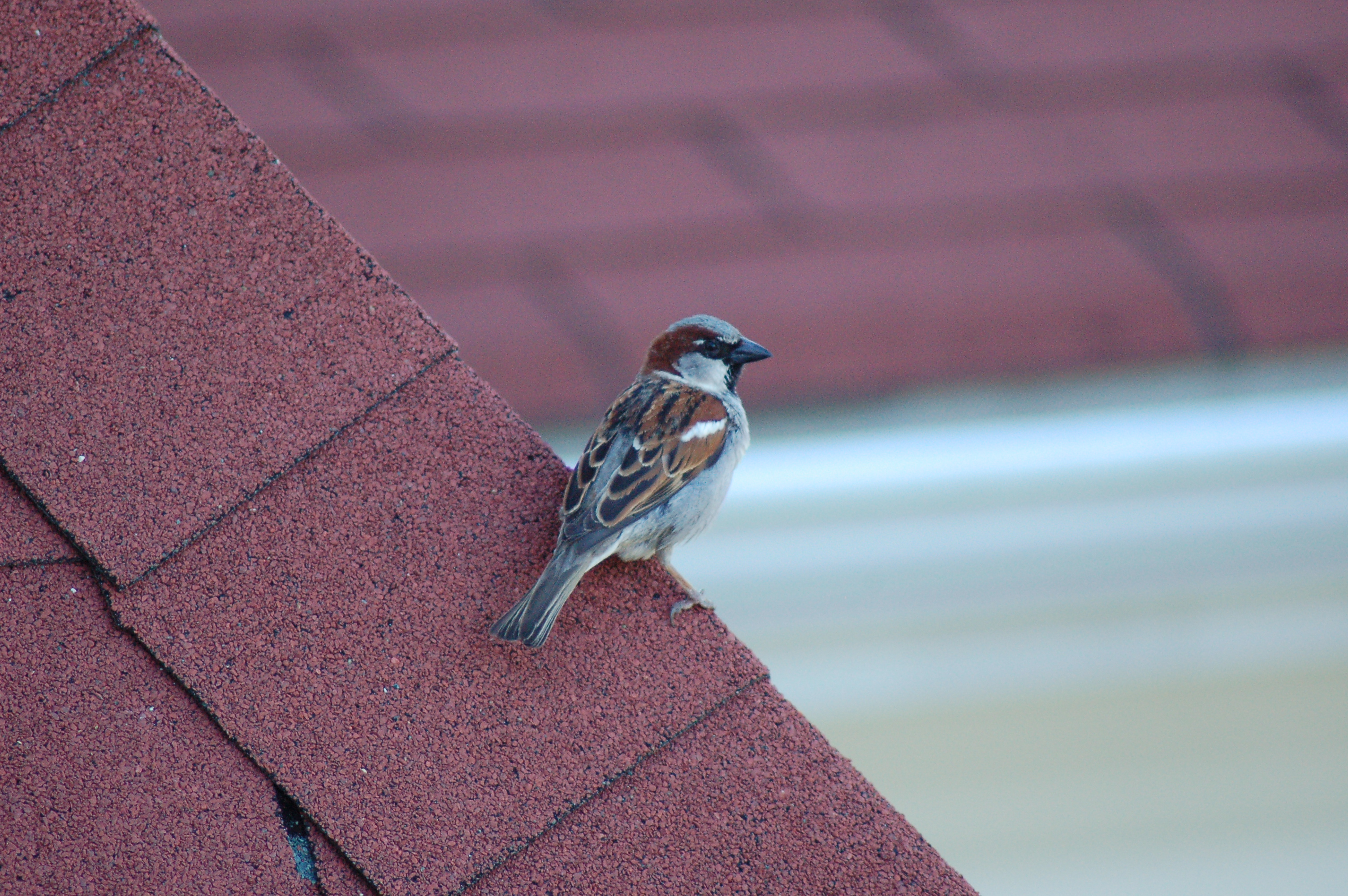 Bird on the roof photo
