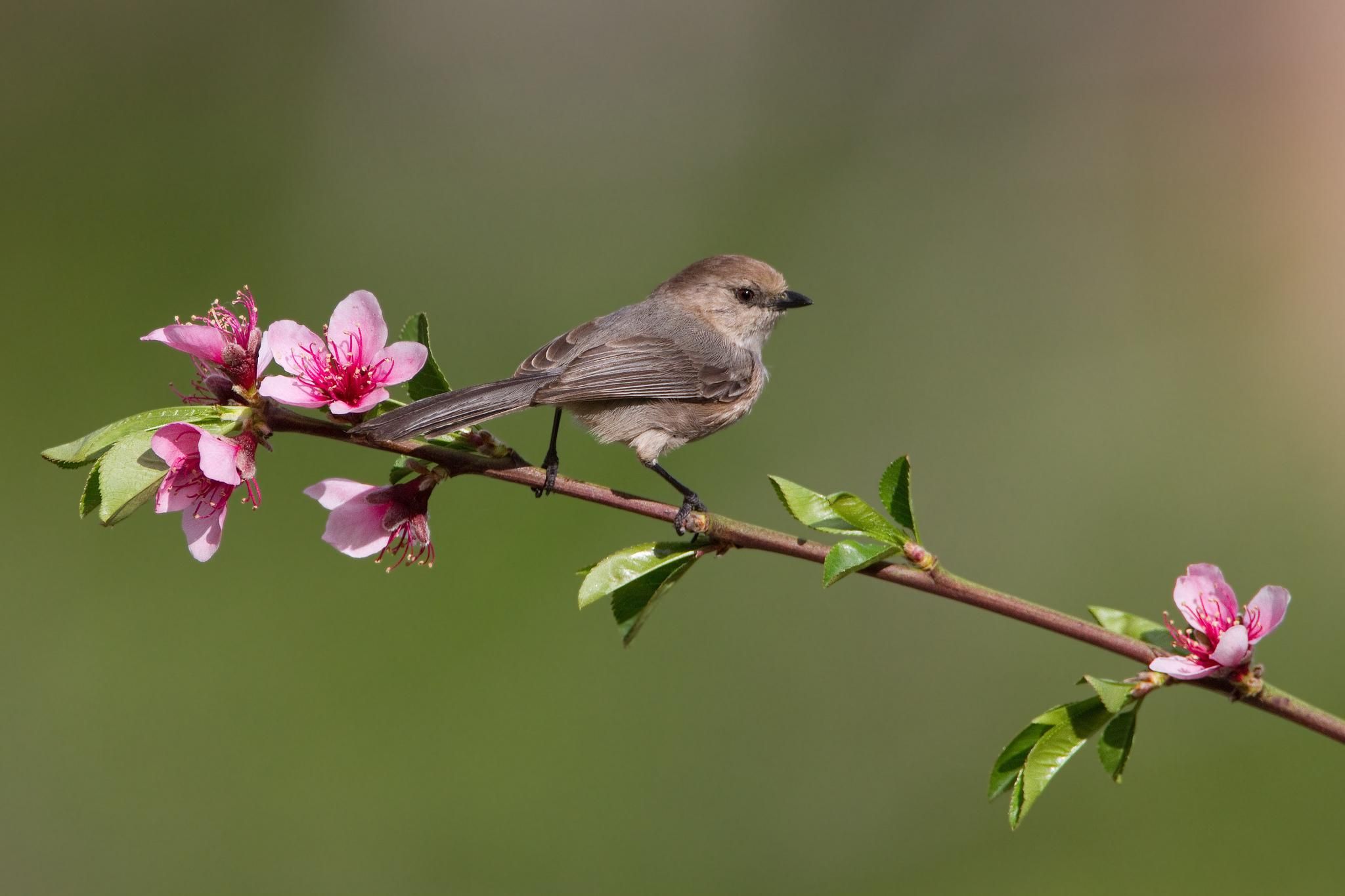 birds on flower branches | HD *** Bird on a flowering tree branch ...