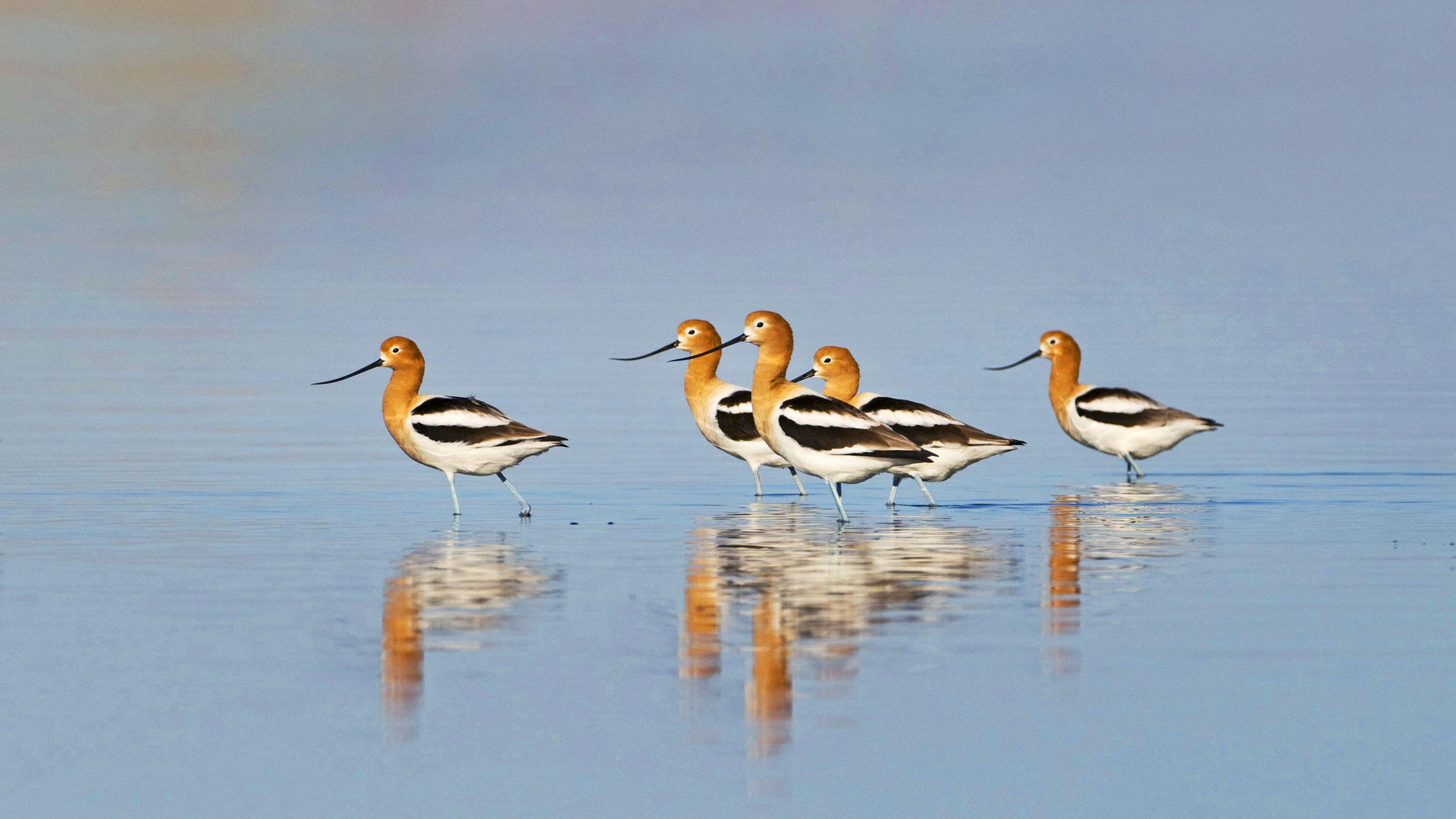 Birds and Water in the Arid West | Audubon
