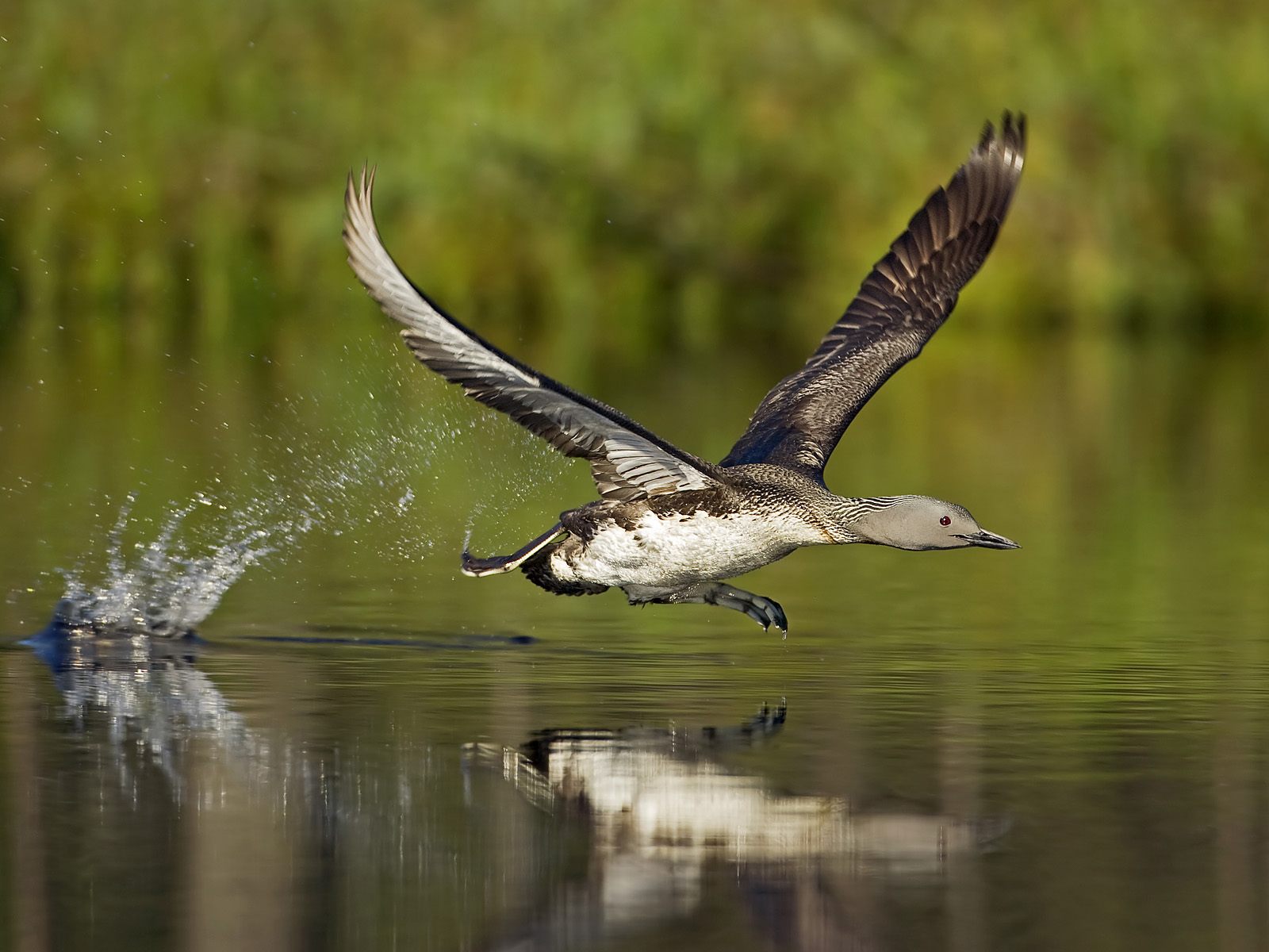 A bird running on water поиск wallpapers and images - wallpapers ...