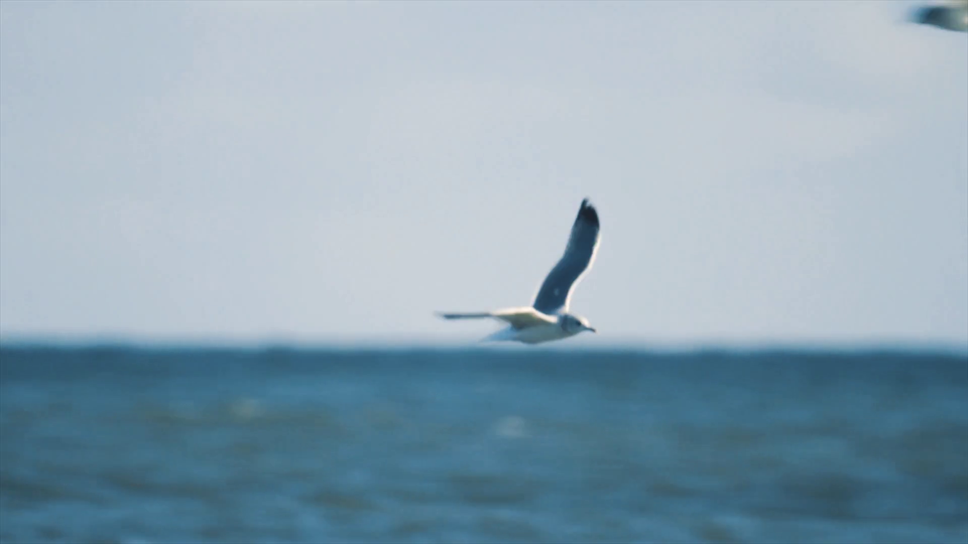 Seagull bird flying over ocean surface in front of boats and oil ...